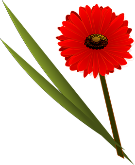 Rød blomst sort baggrund Wallpapers