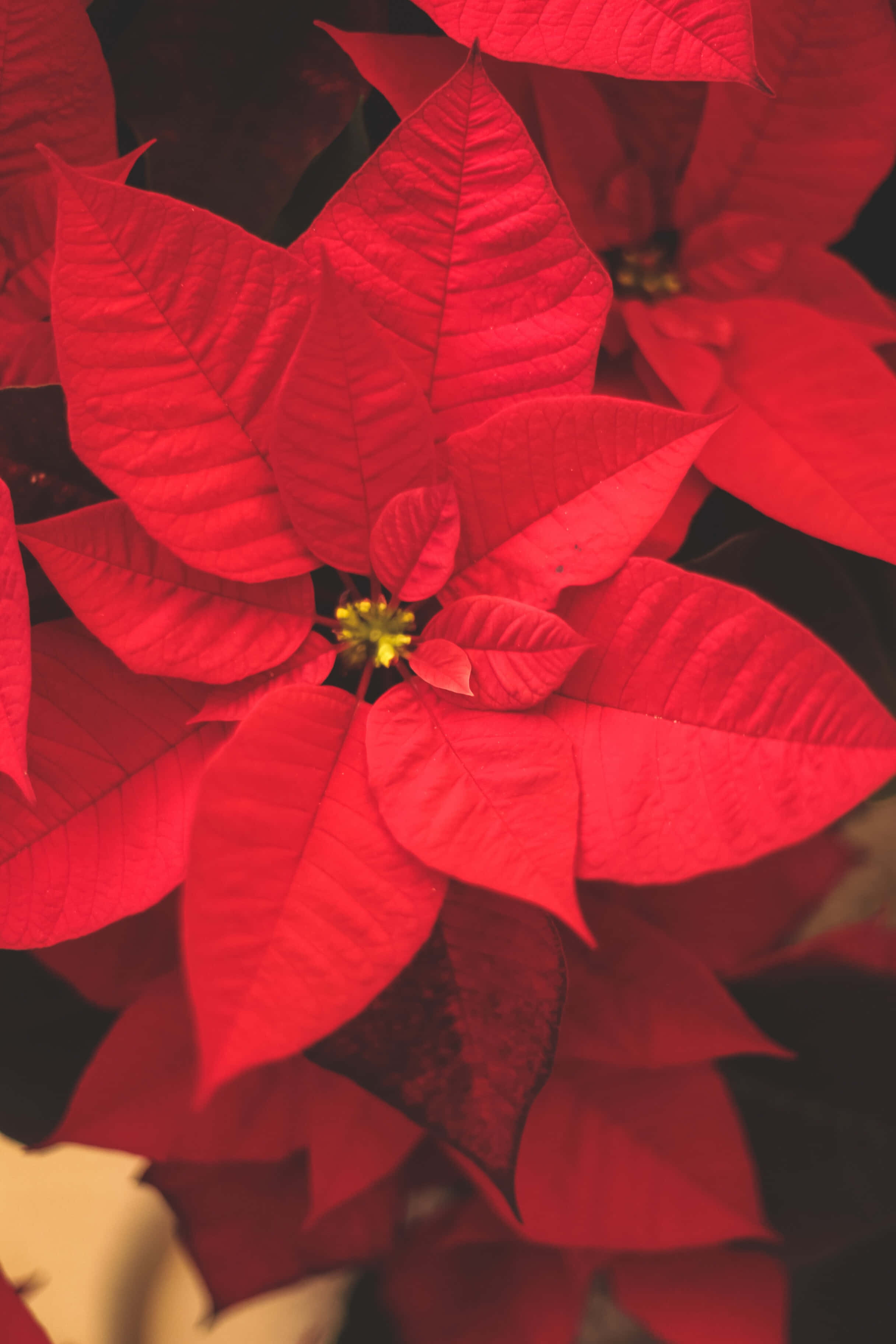 Rød julestjerne blomsterdekoration julebaggrund Wallpapers