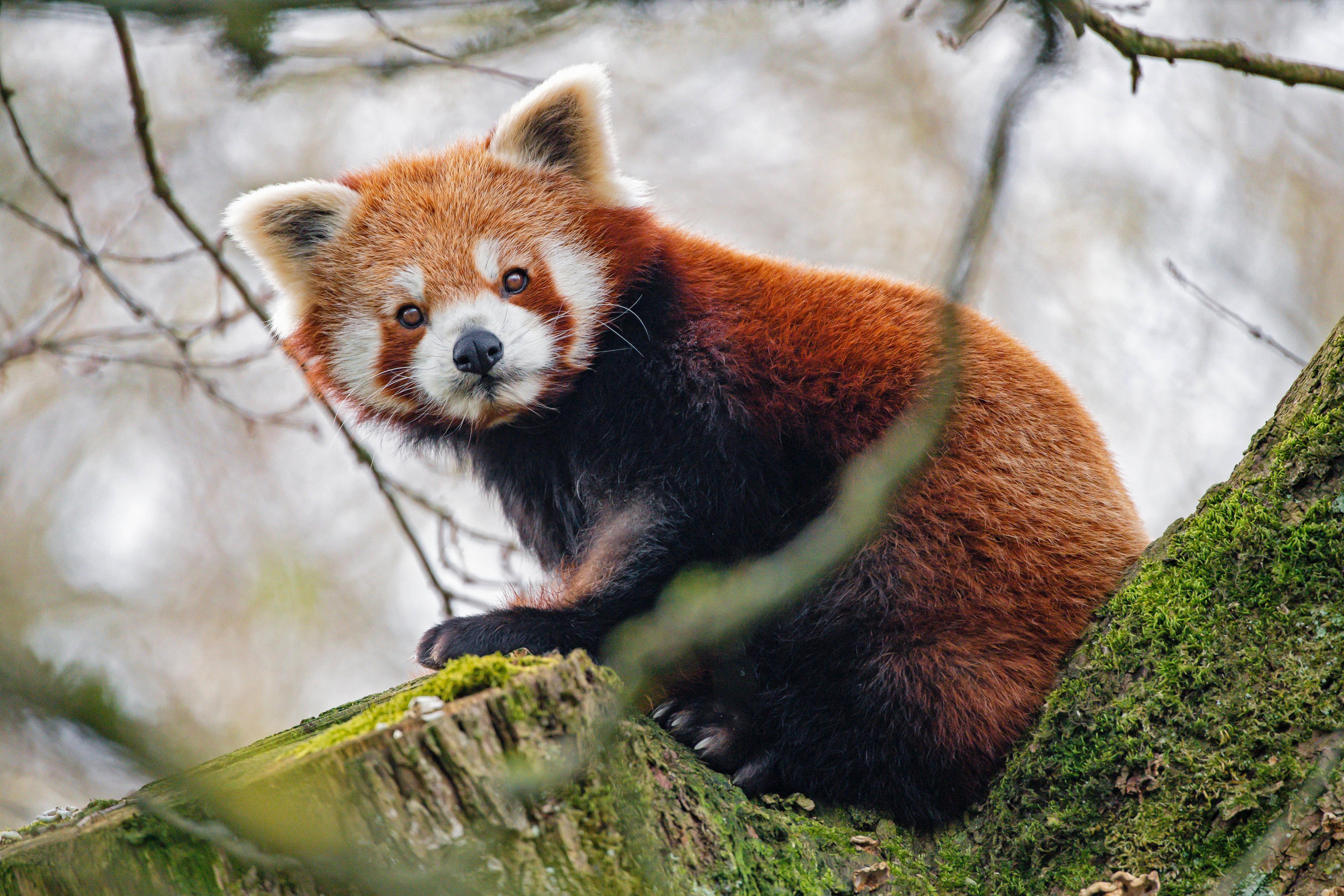 Rød panda kigger til siden Wallpapers