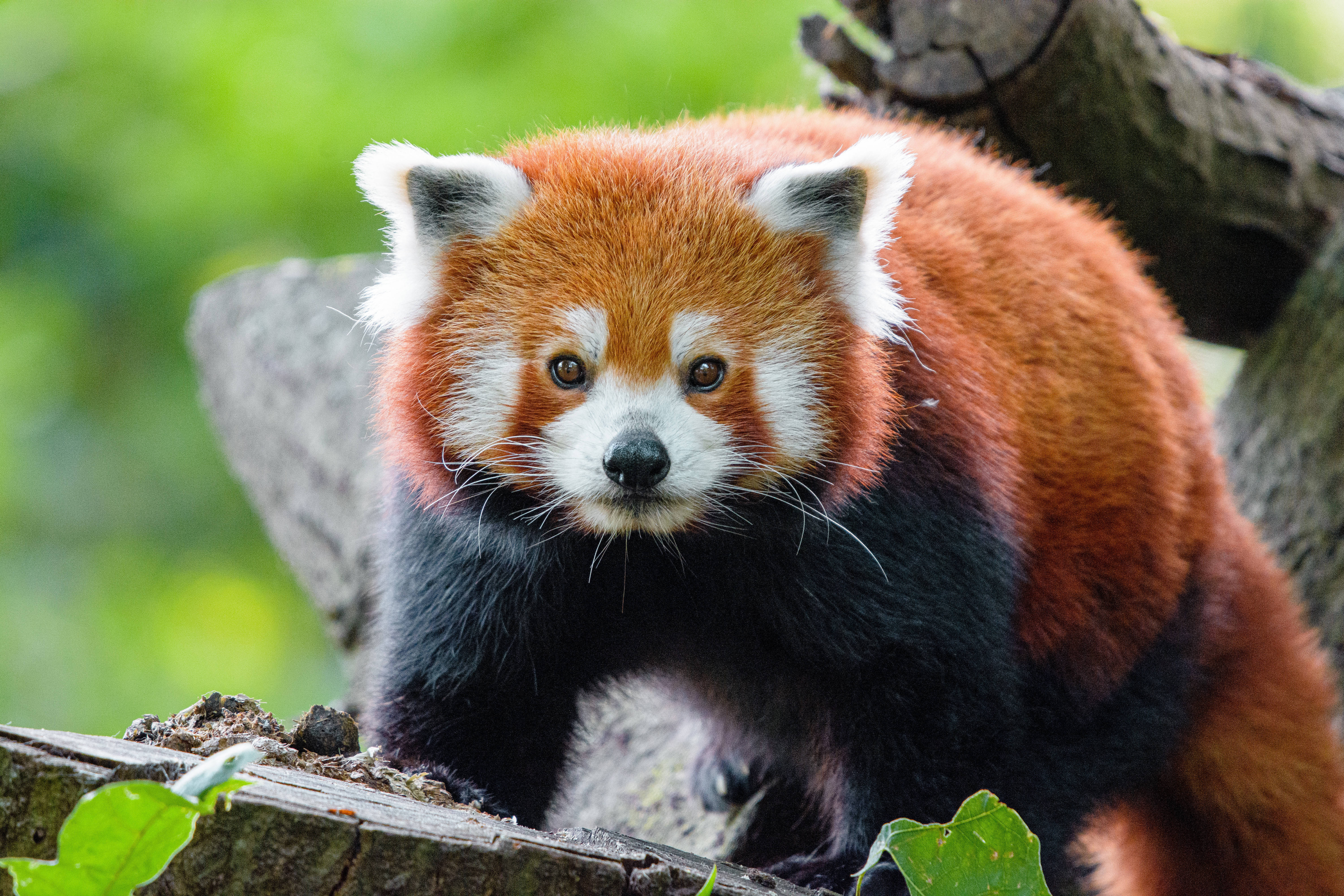 Rød panda på træ Wallpapers