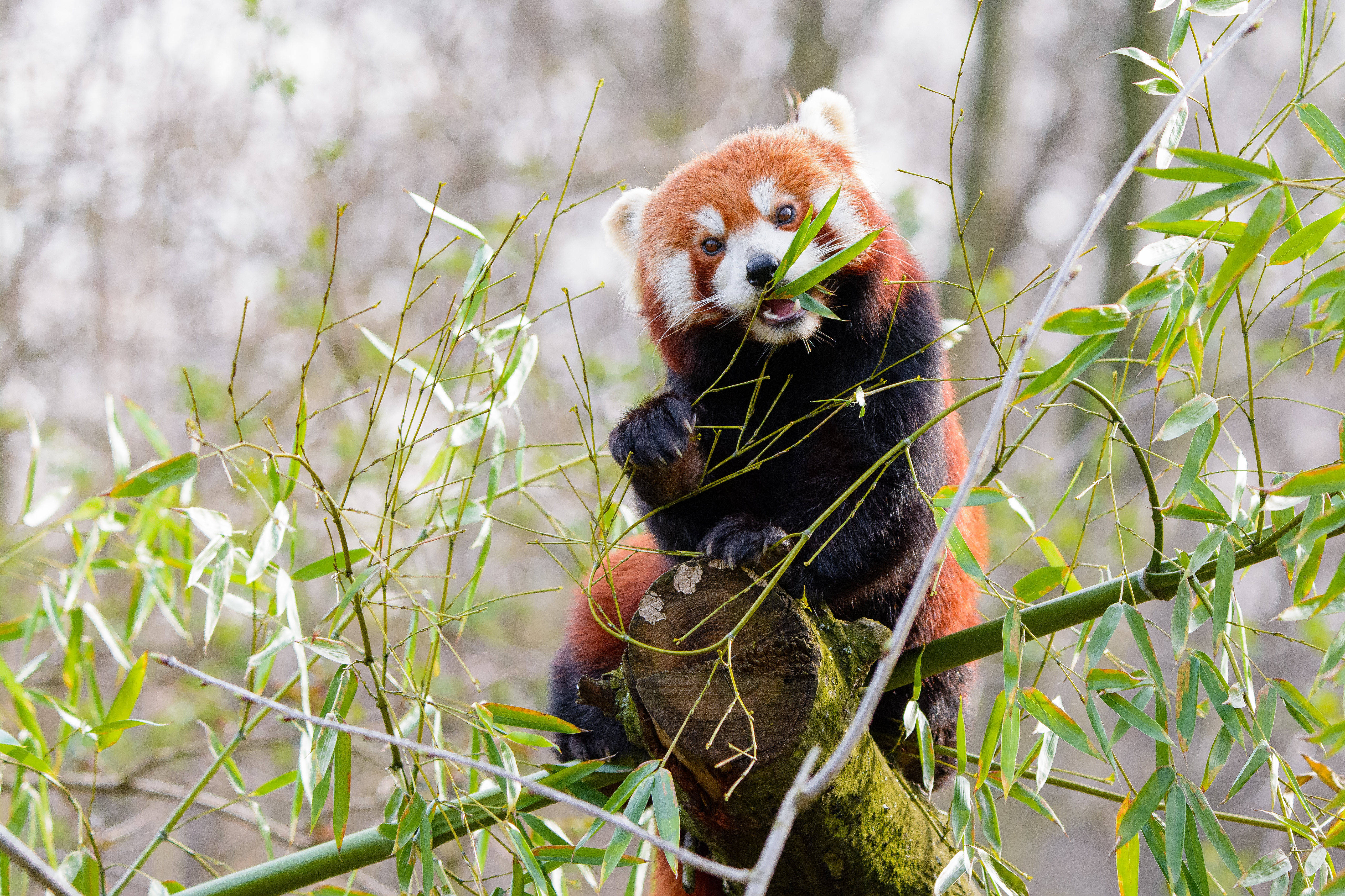 Rød Panda Spiser Bambus Wallpapers