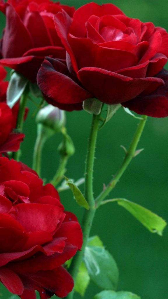 Rød Rose Blomst iPhone Wallpapers