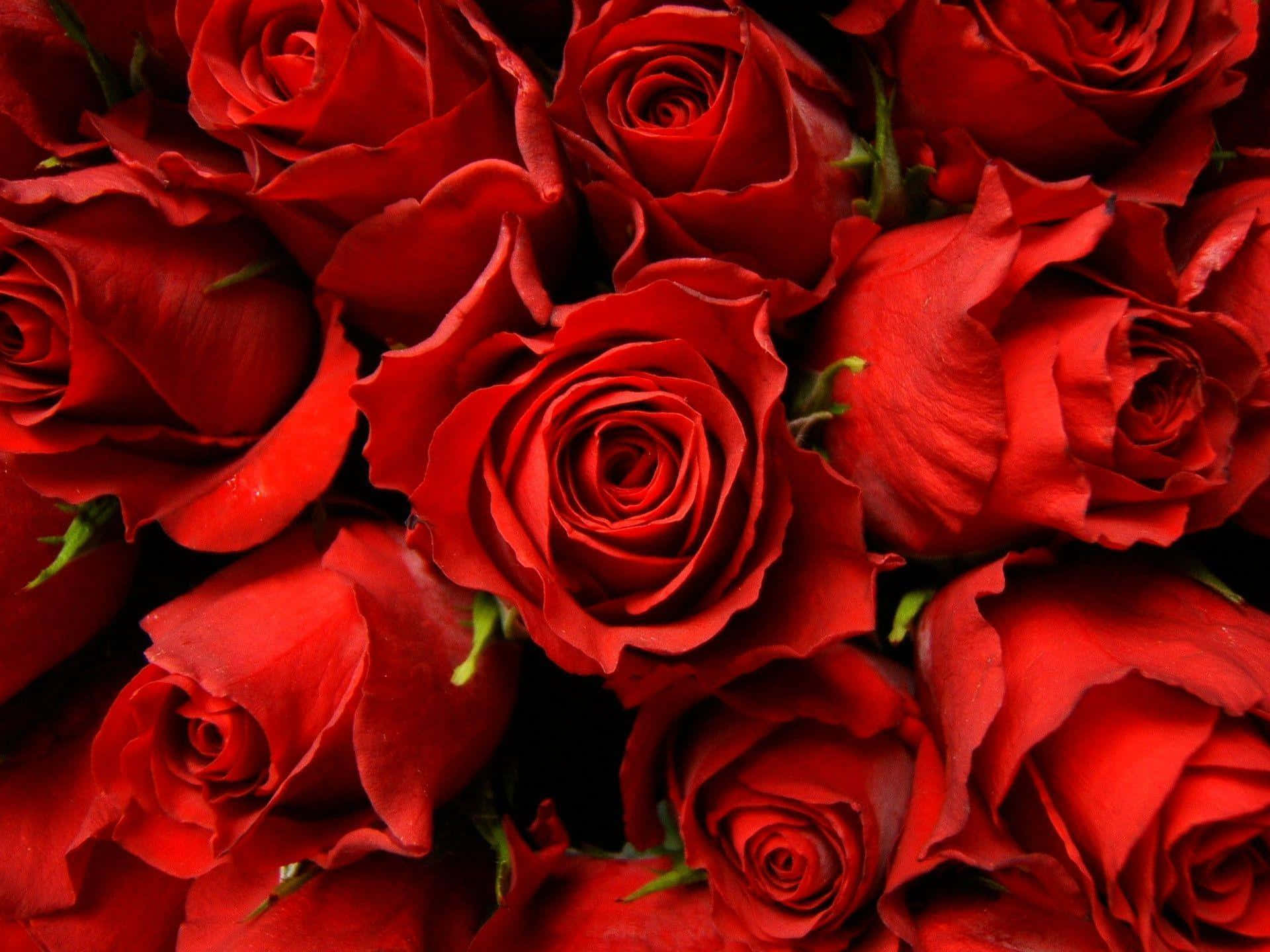 Rød rose - naturens smukkeste gave Wallpapers