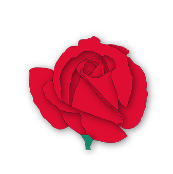 Rød rose på sort baggrund Wallpapers