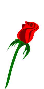 Rød rose på sort baggrund Wallpapers