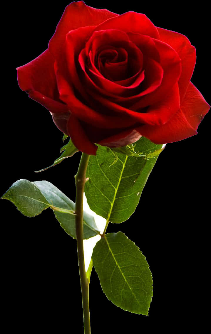 Rød rose sort baggrund Wallpapers