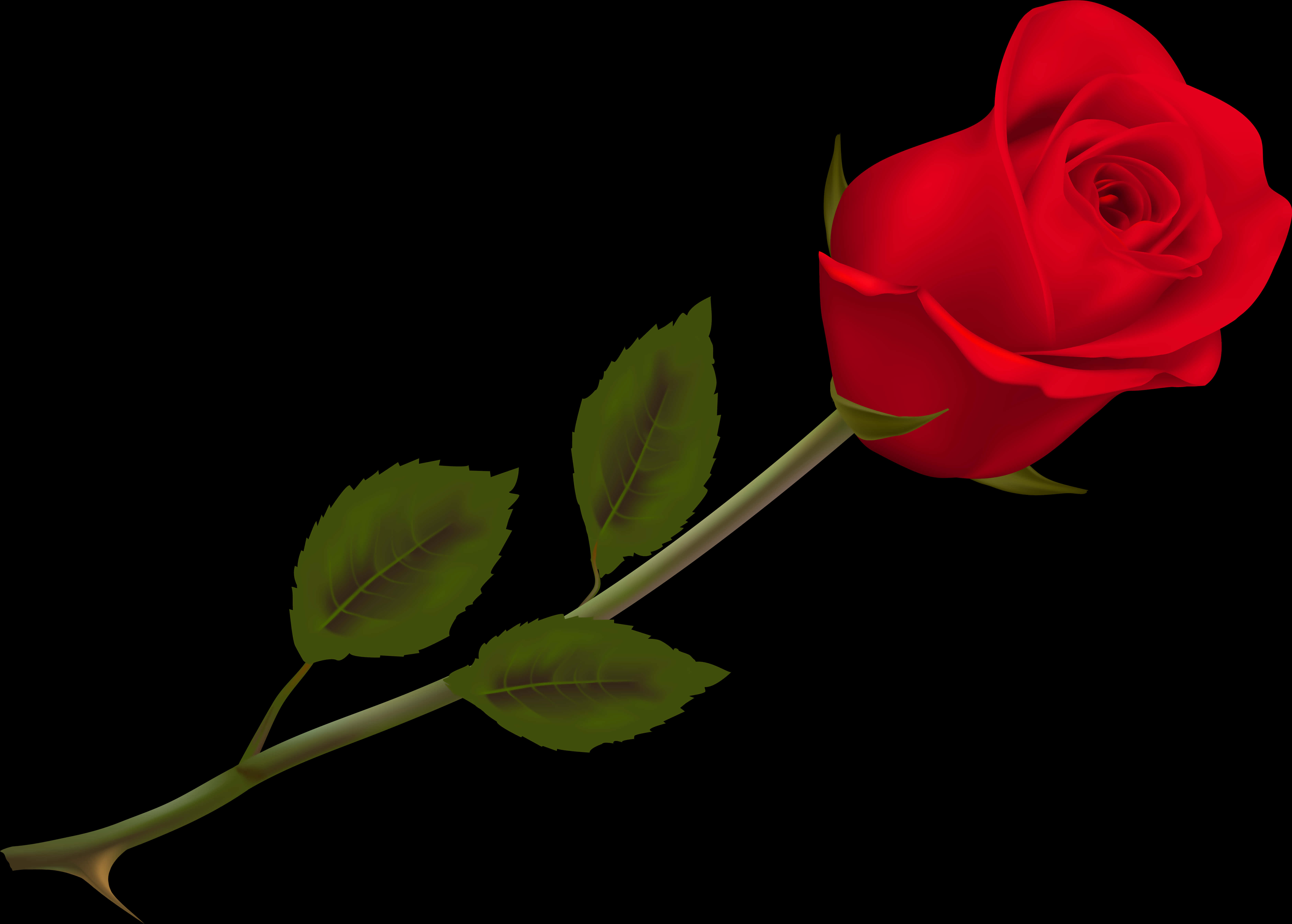 Rød rose sort baggrund Wallpapers