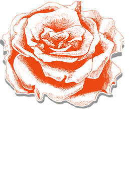 Rød skitse rose illustration Wallpapers