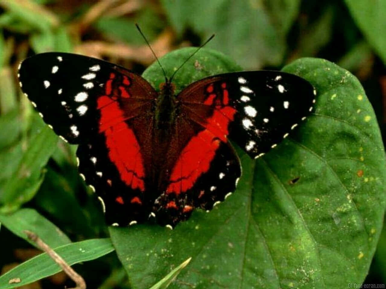 Rød sommerfugl på blad Wallpapers