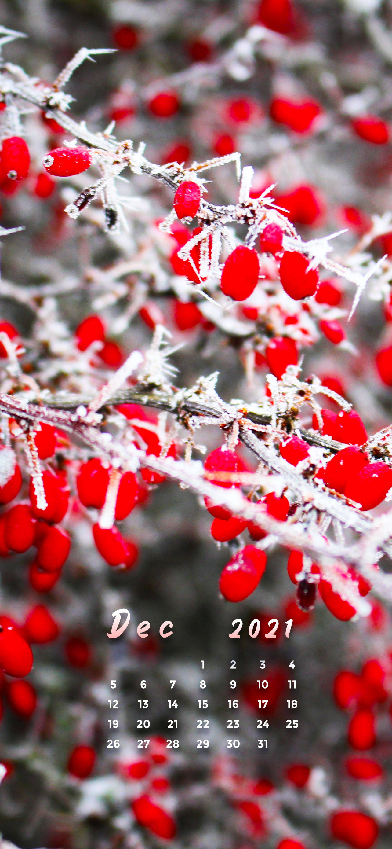 Røde kirsebær december 2021 kalender Wallpapers