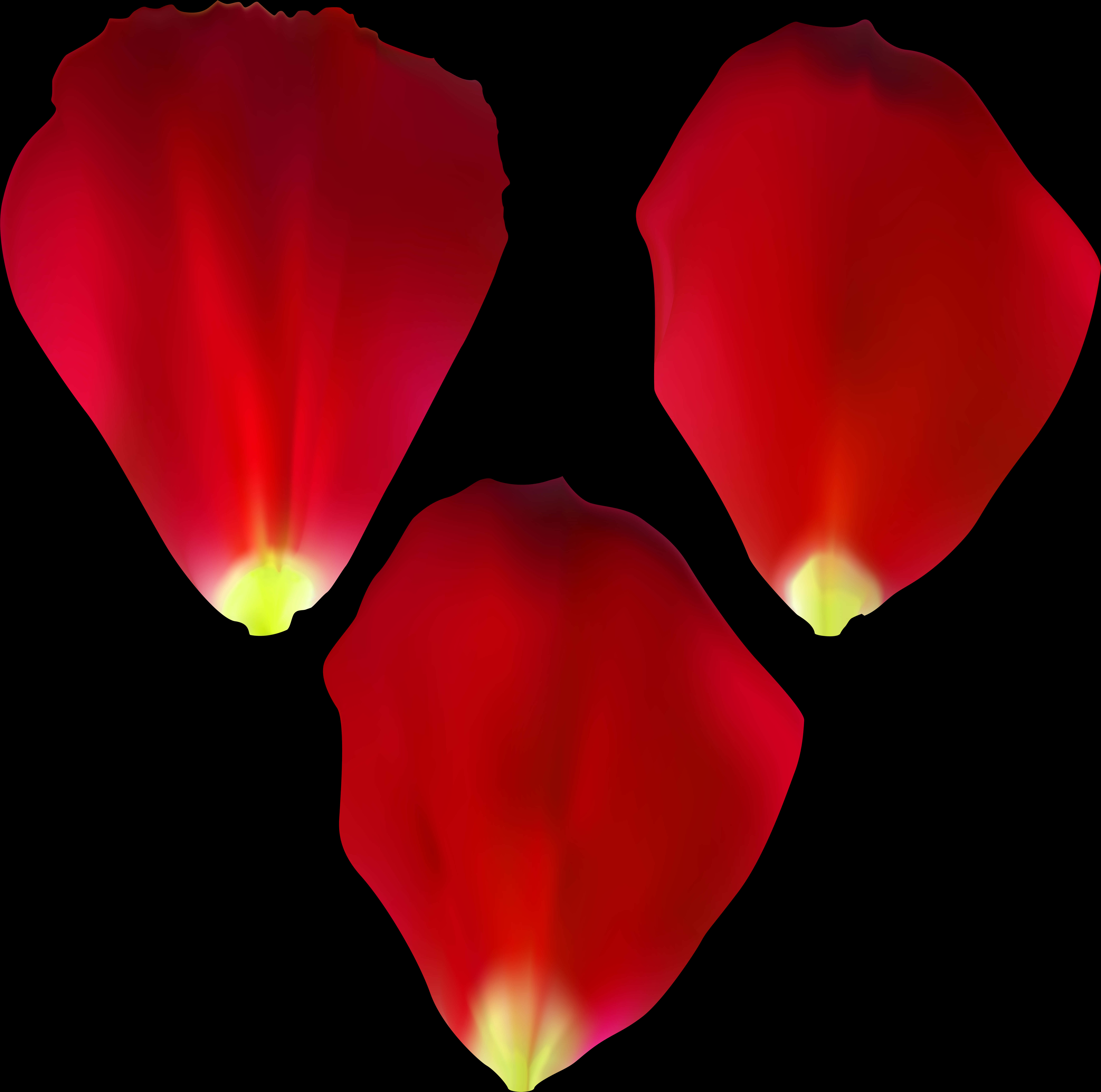 Røde rosenblade på sort baggrund Wallpapers