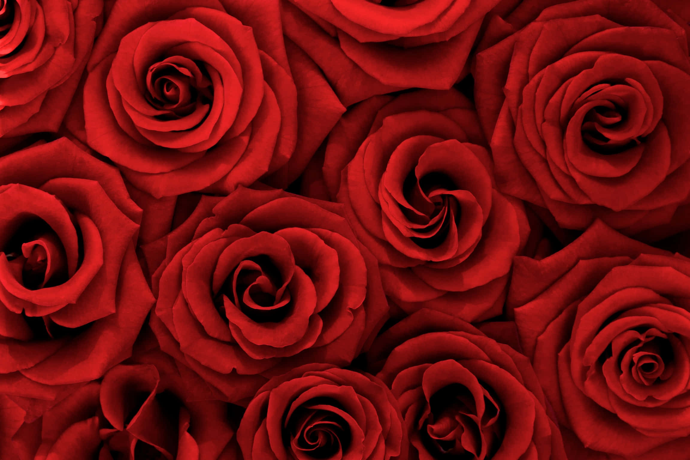 røde roser baggrunde - baggrunde til skrivebordet Wallpapers