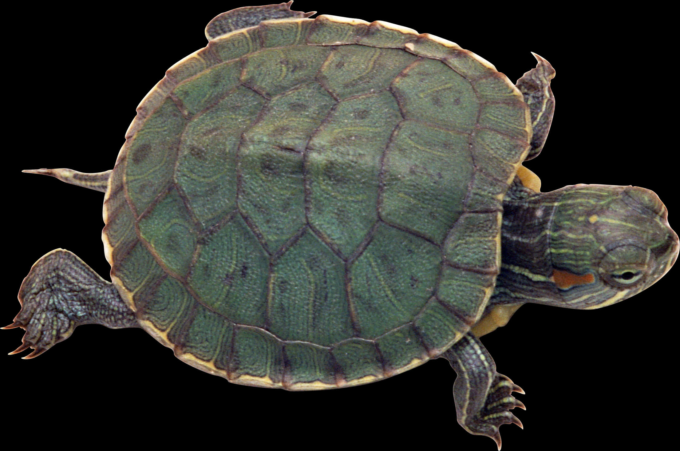 Rødøret terrapin isoleret Wallpapers