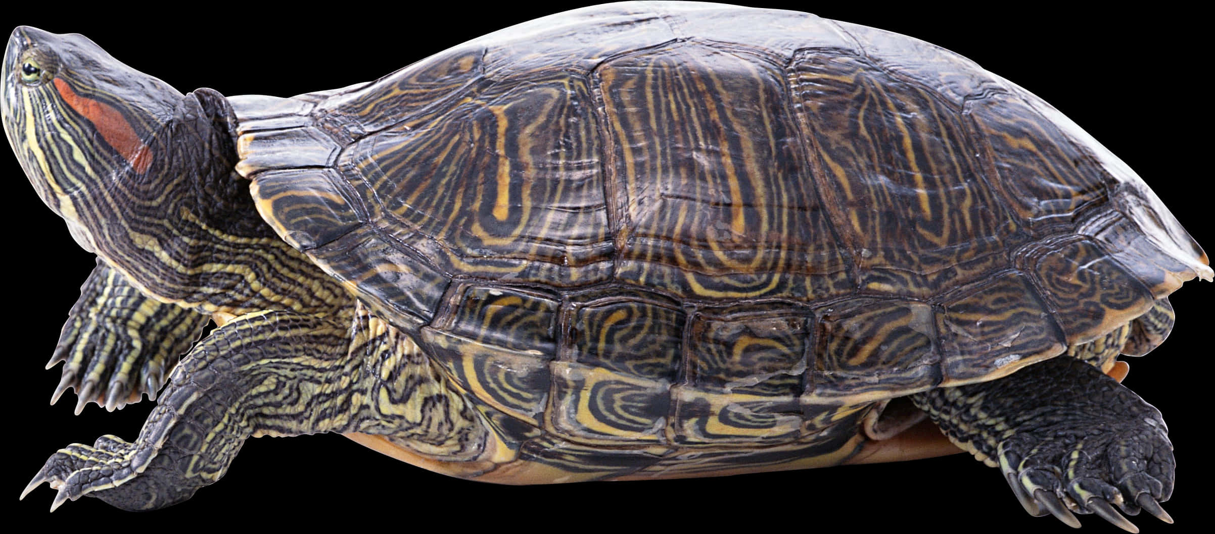Rødøret terrapin profil Wallpapers