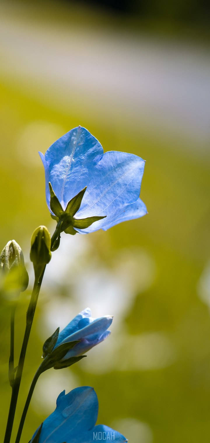 Realme 7 Pro Blå Blomst Wallpapers
