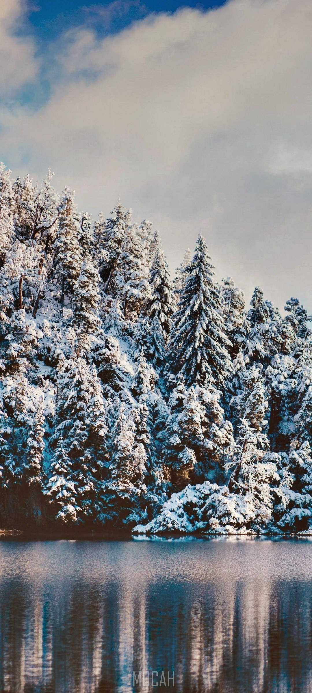 Realme 7 Pro Sneklædt Skov Wallpapers