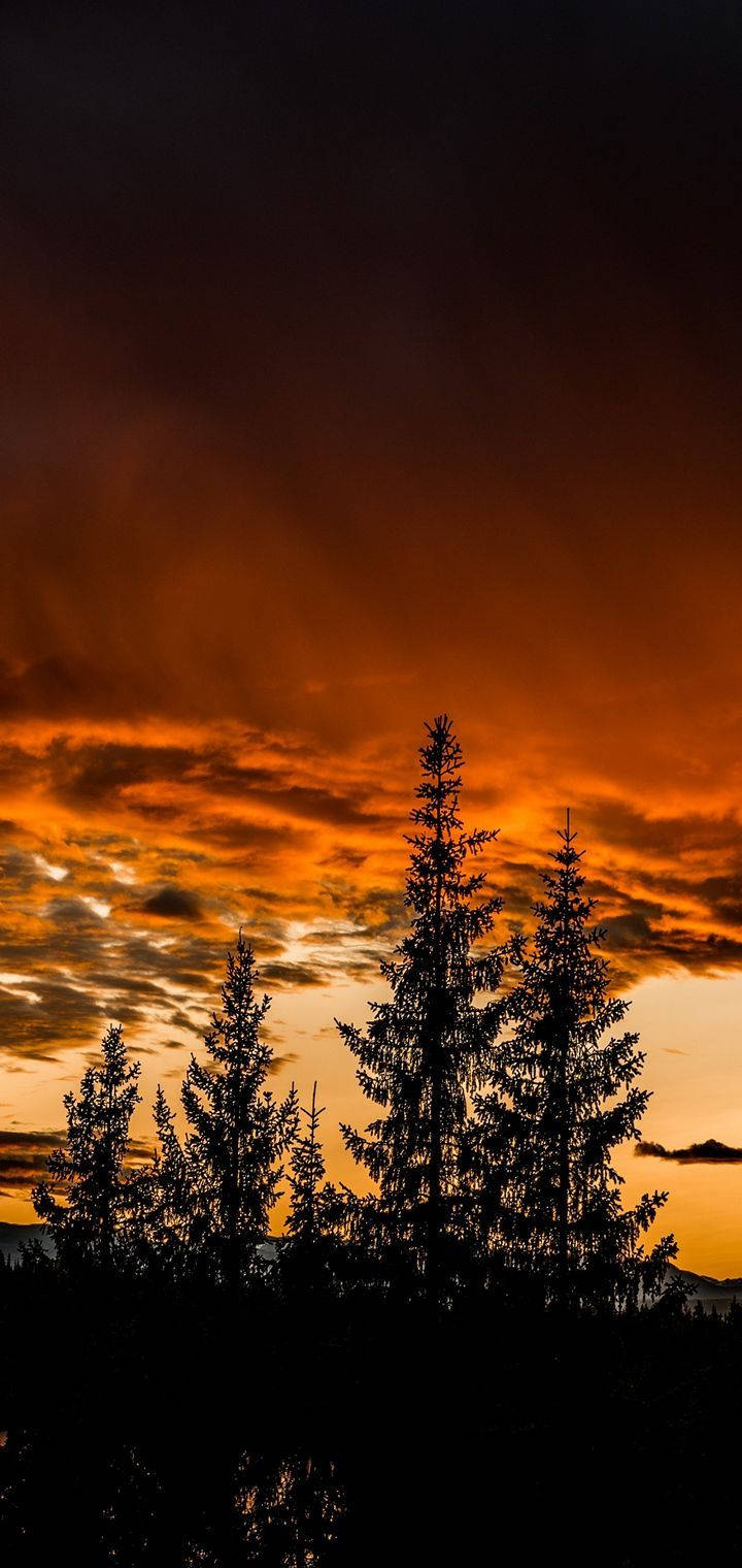 Realme Skovsilhuet Wallpapers