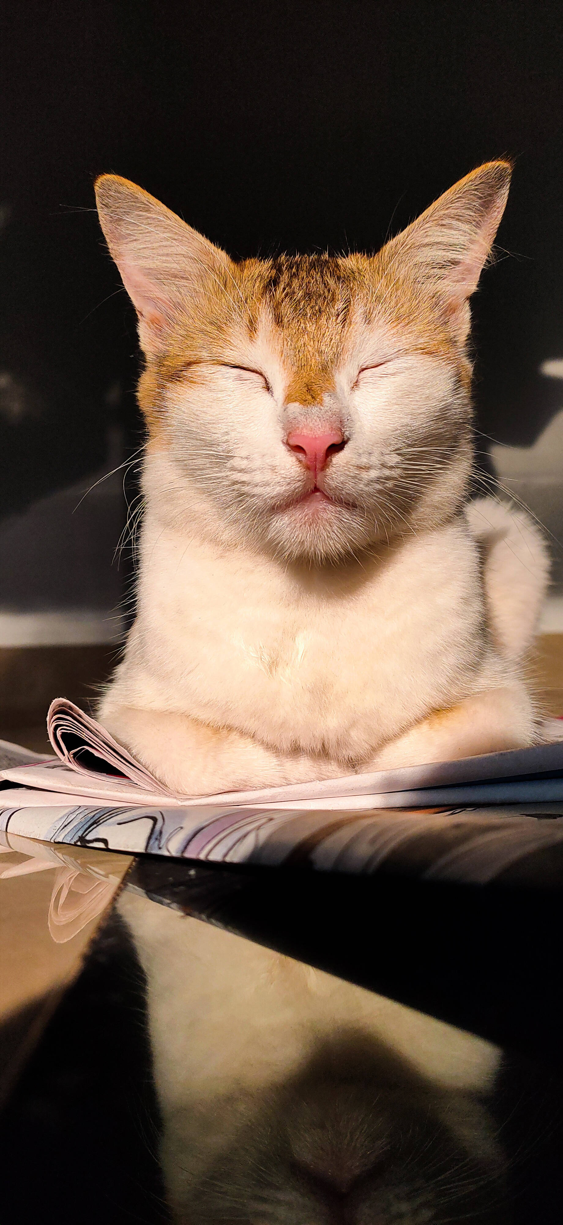 Realme Søvnig Kat Wallpapers