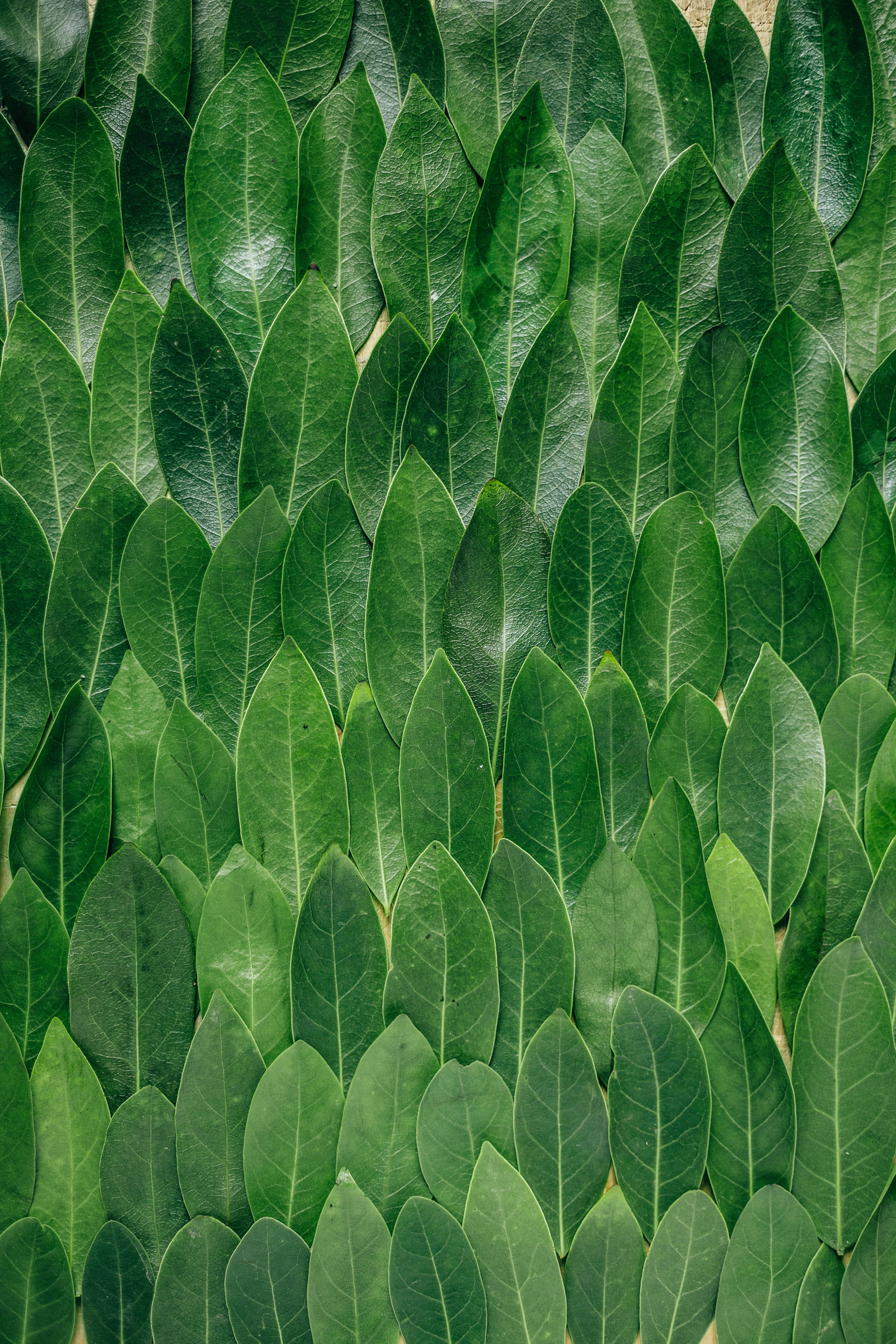 Redmi 4K Grønne Blade Wallpapers