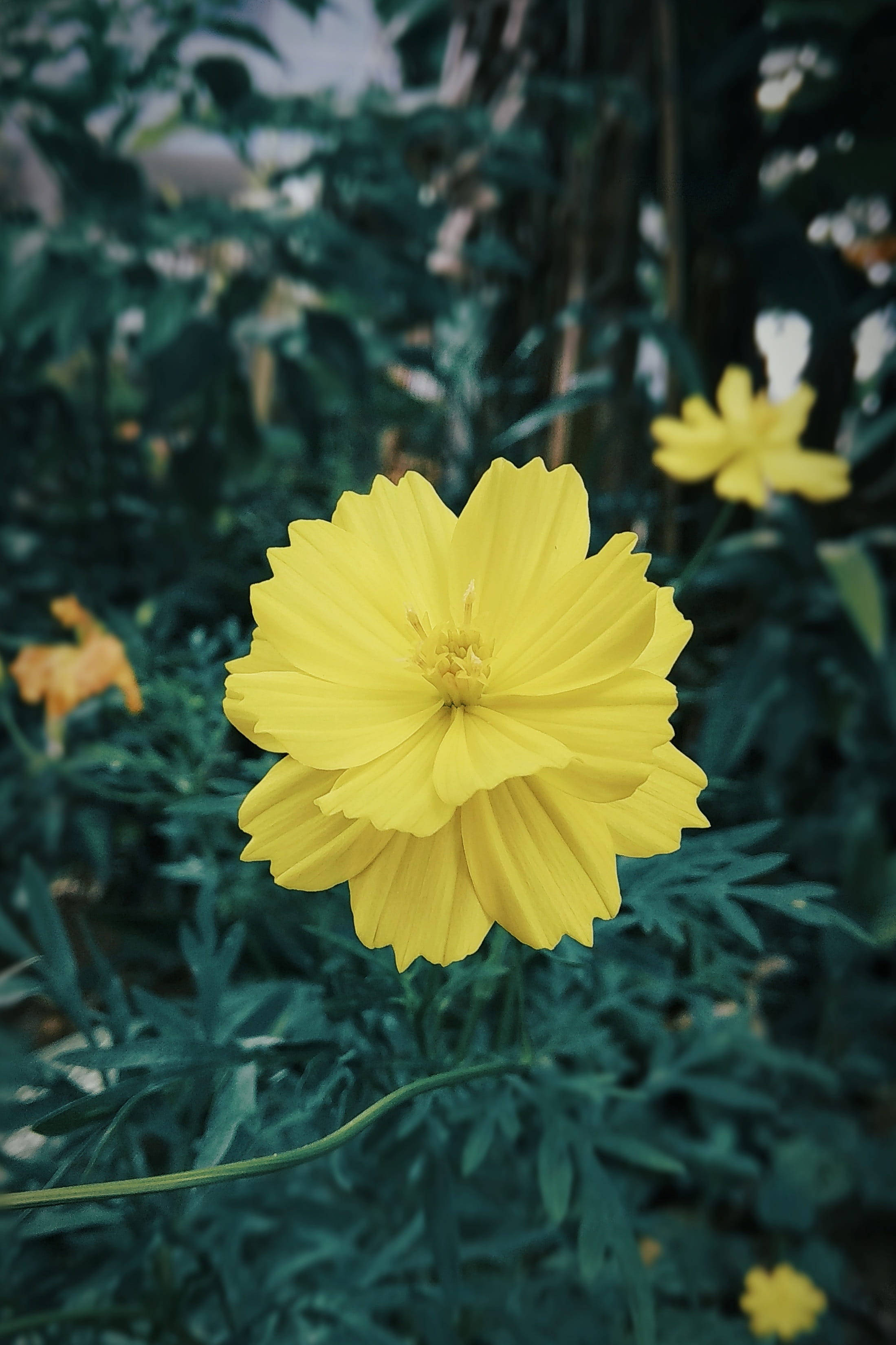 Redmi 4K Gul Wallpapers