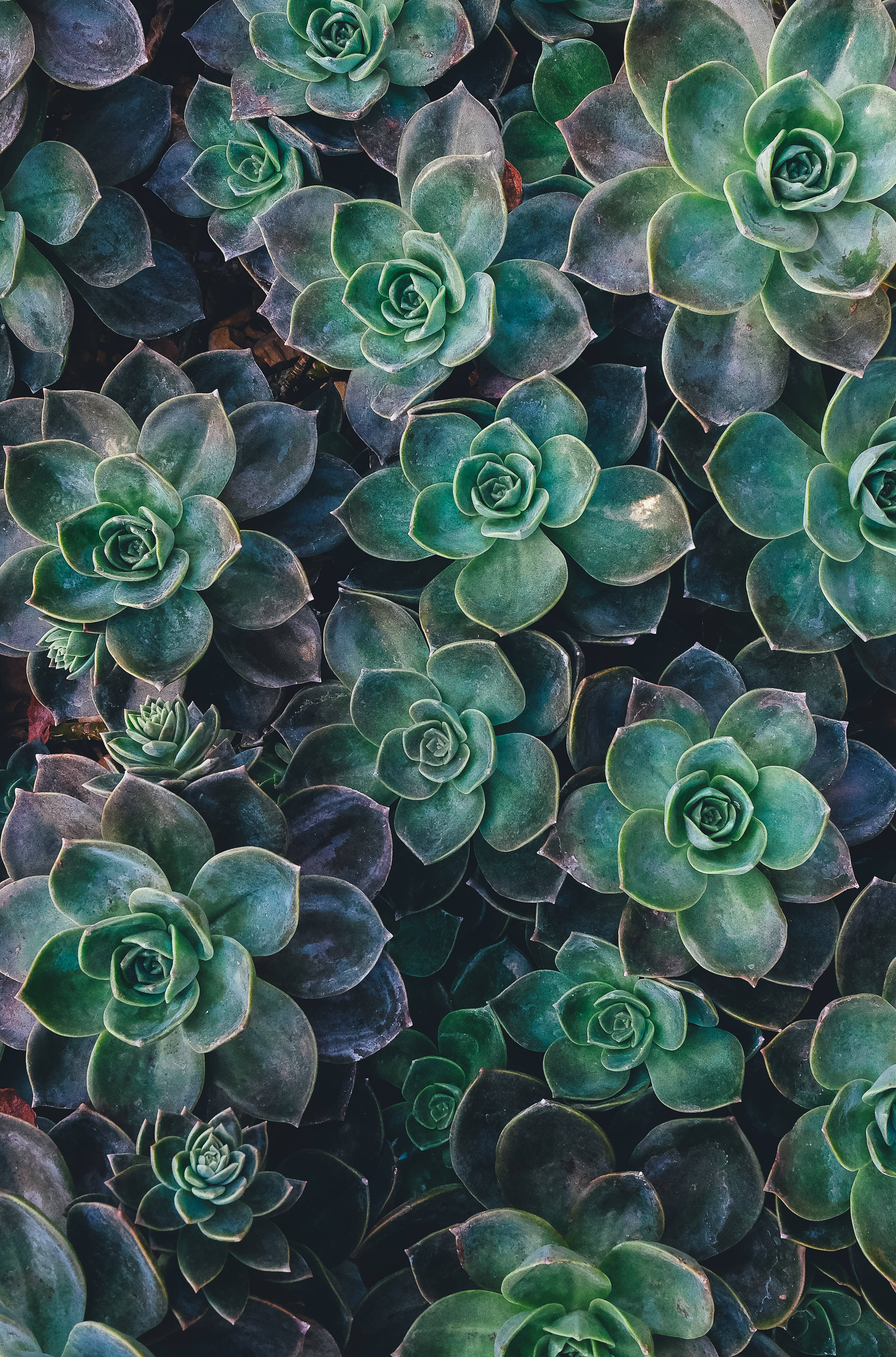 Redmi 4K Succulenter Wallpapers