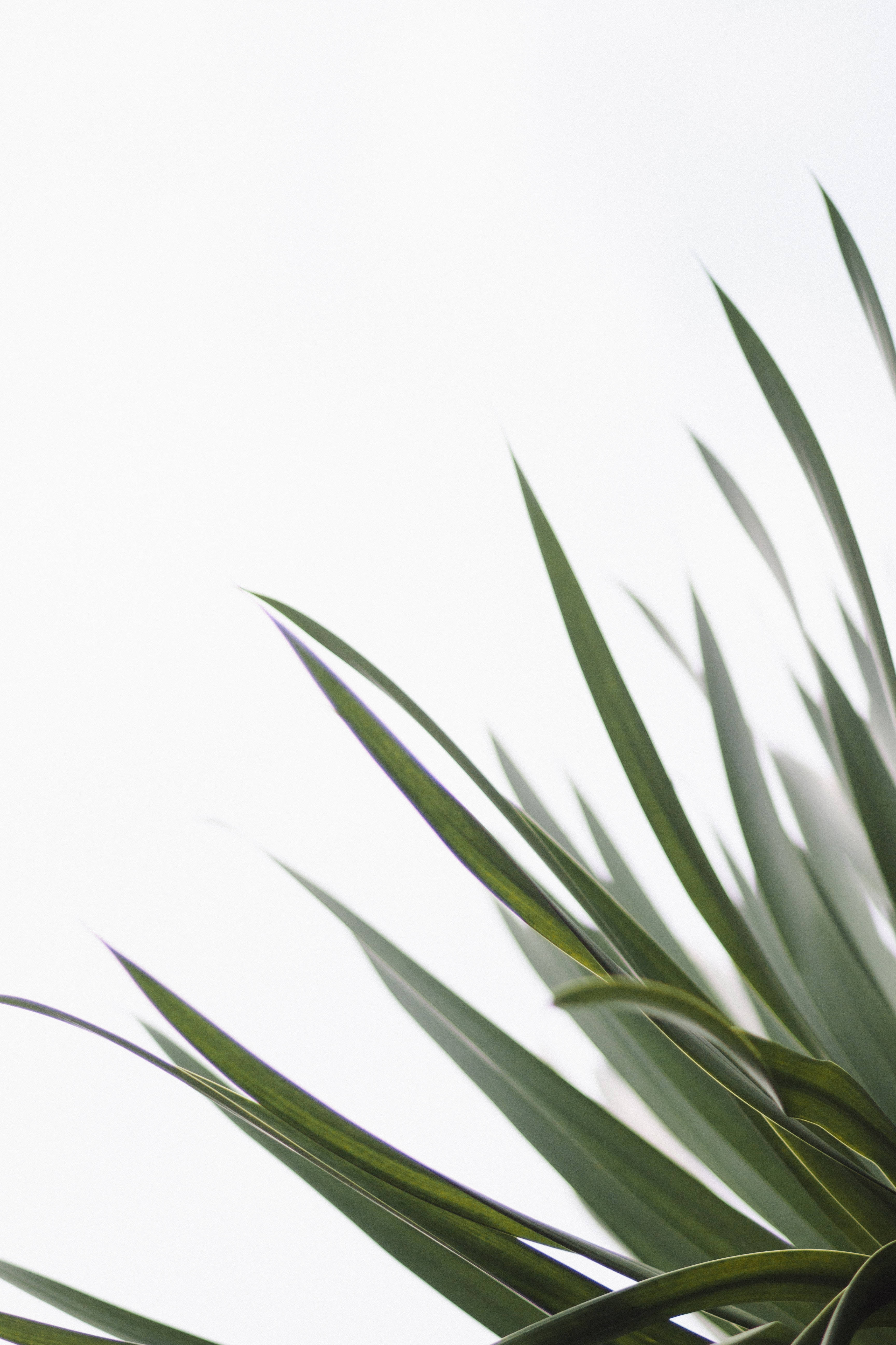 Redmi 4K Sværdplante Wallpapers