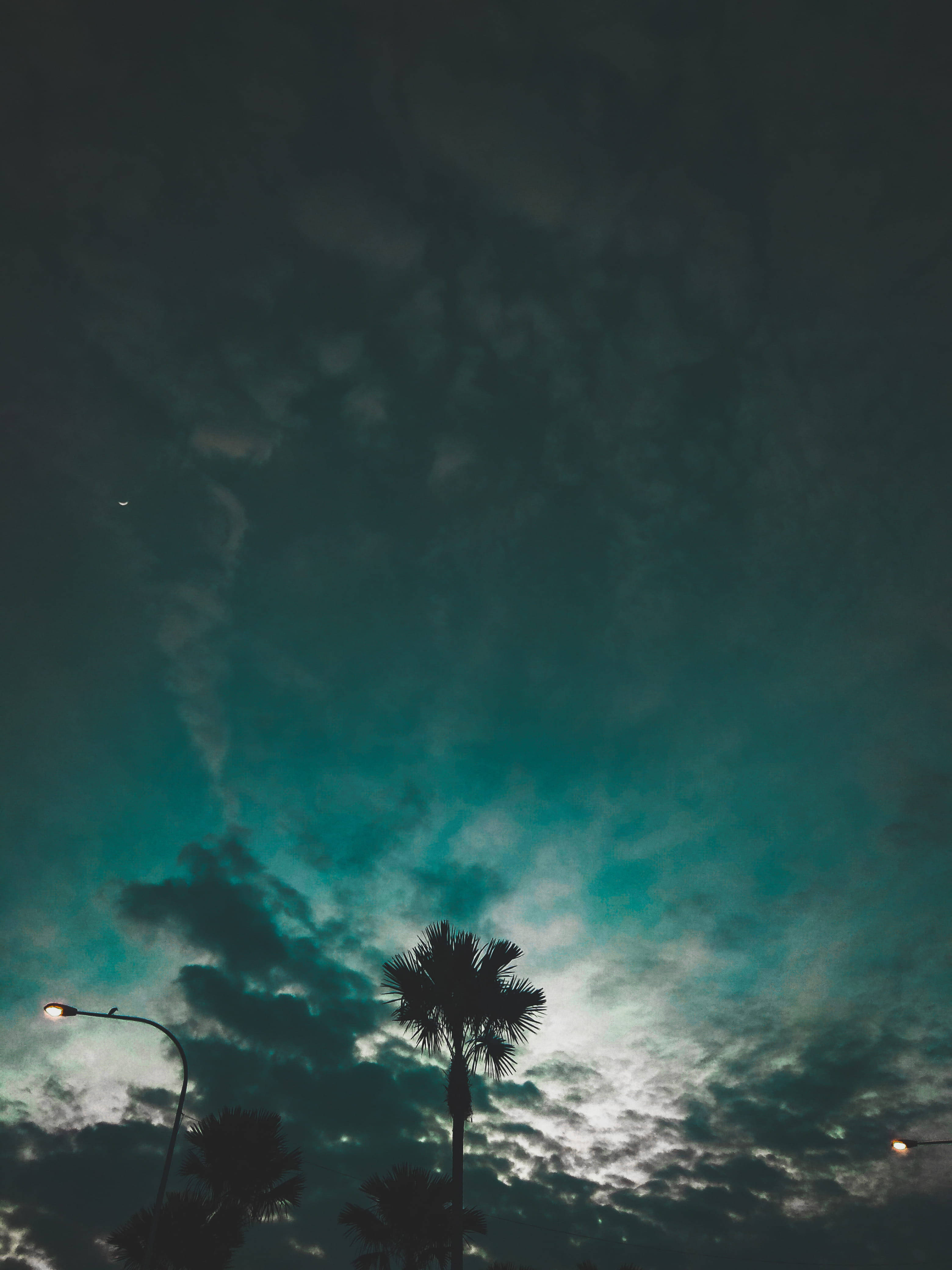 Redmi 4K Træ Wallpapers
