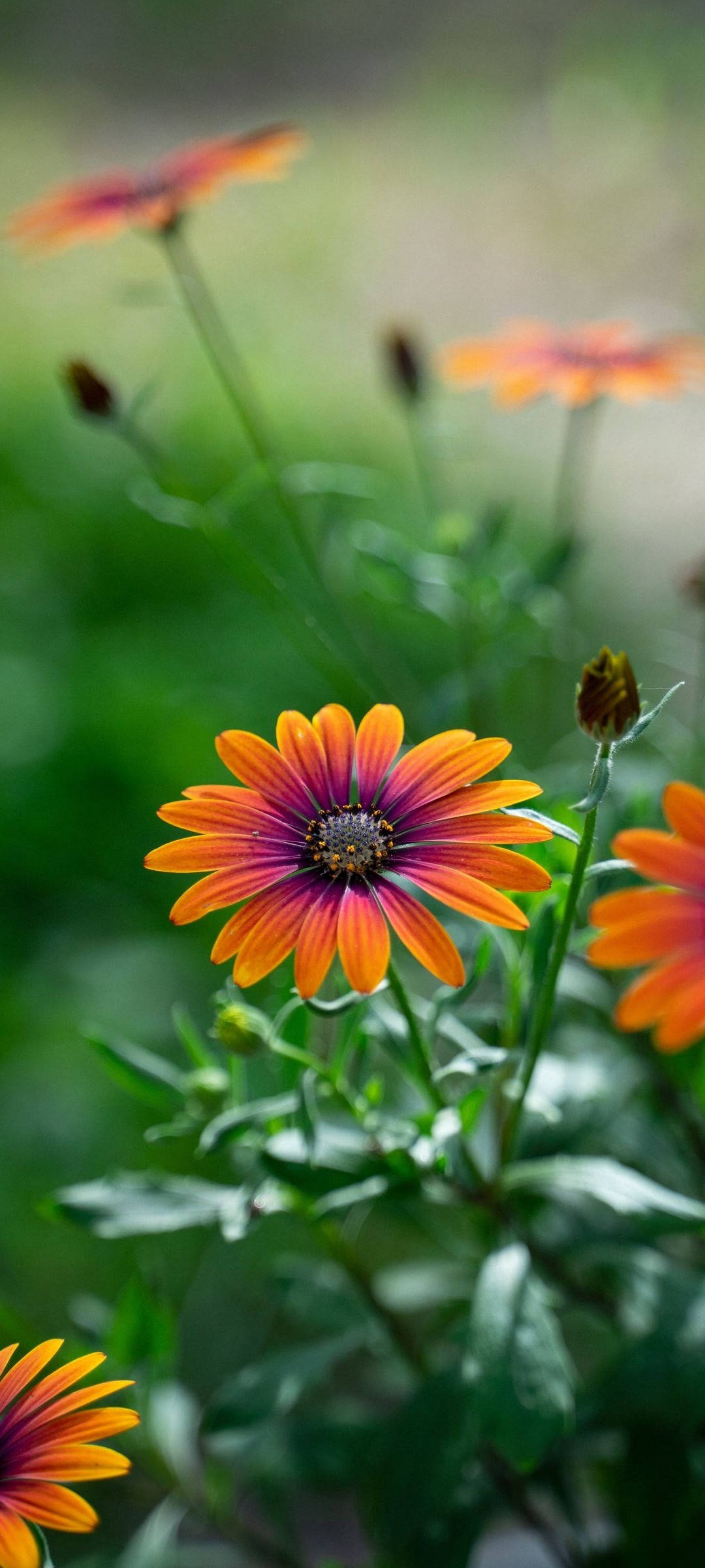 Redmi Note 10 fanger skønheden i en afrikansk marguerit Wallpapers