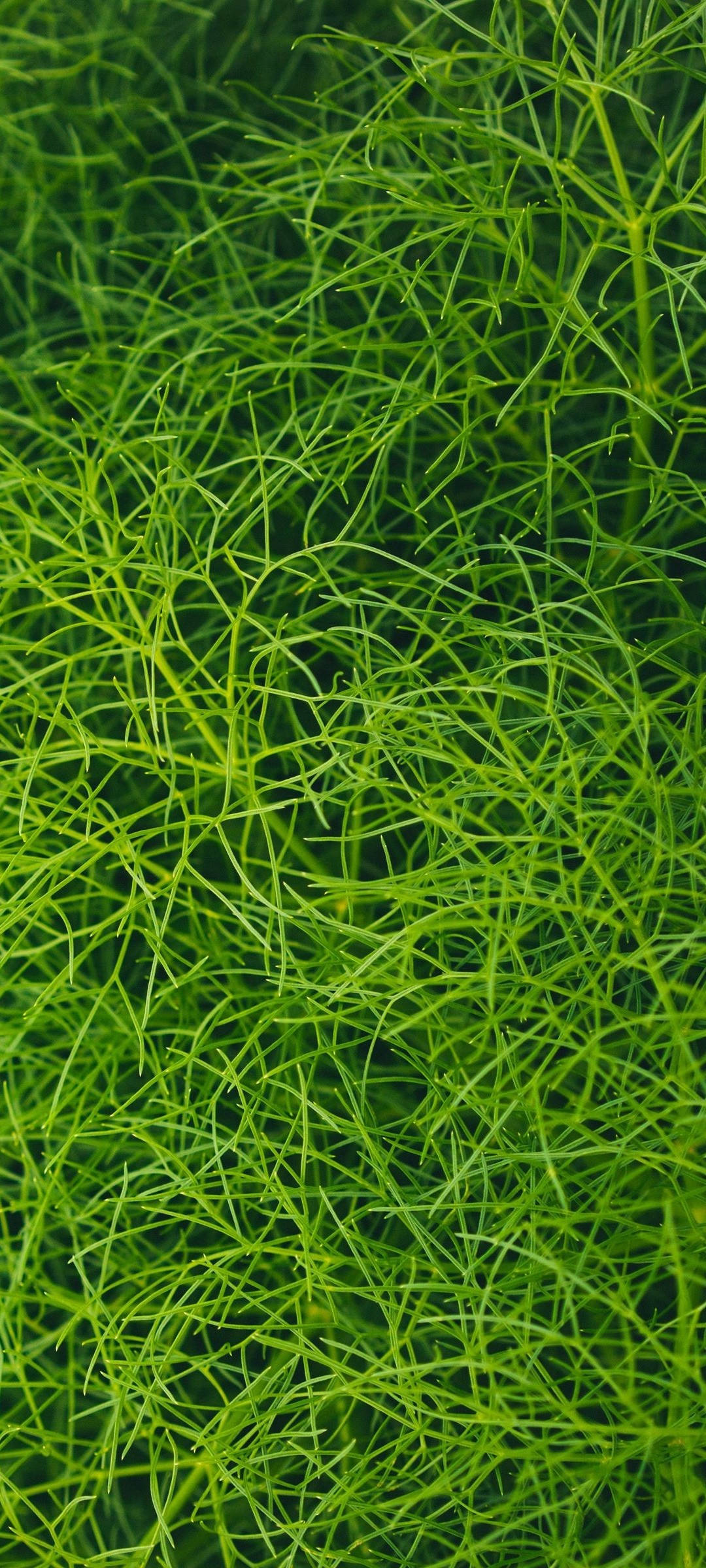 Redmi Note 10 grøn akvarieplante Wallpapers