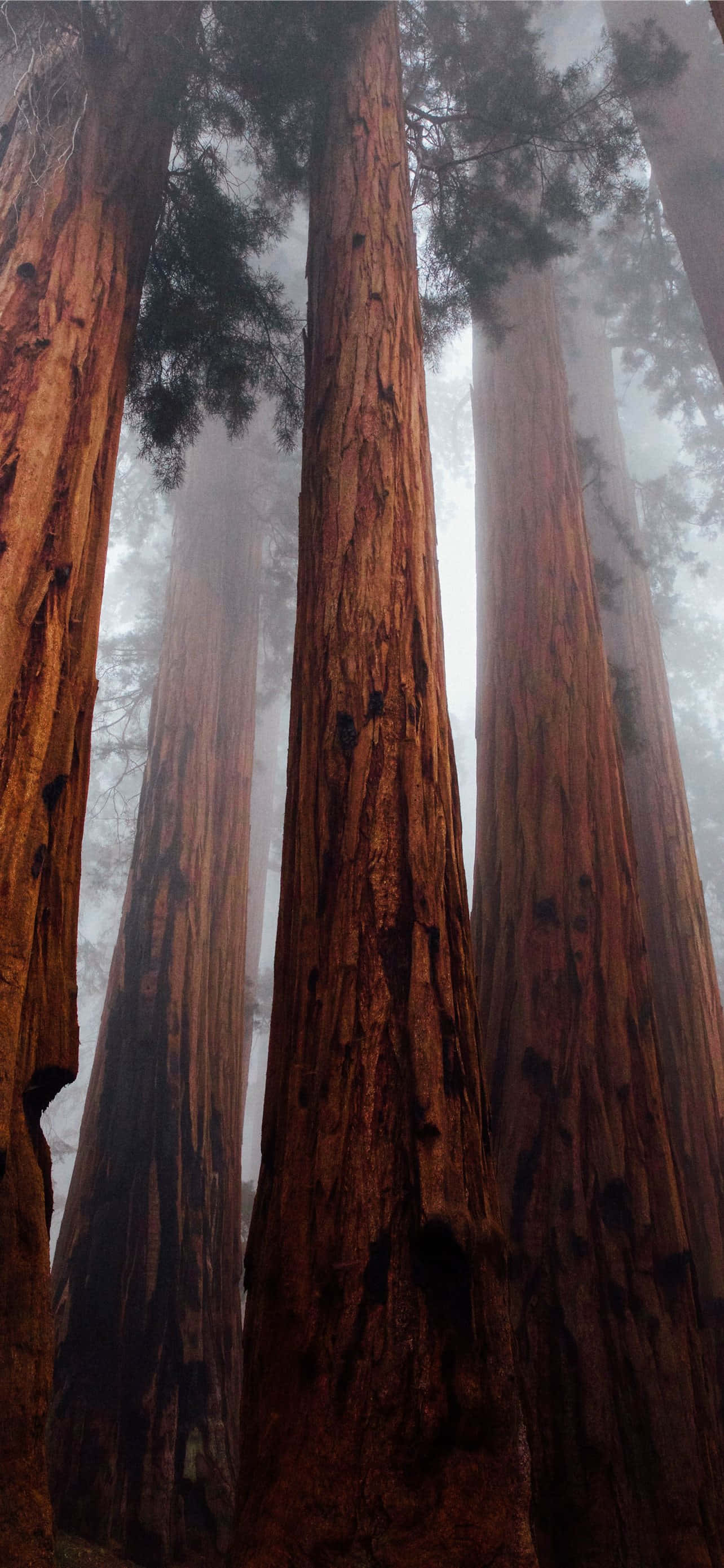 Redwood National Park tåget skov Wallpapers