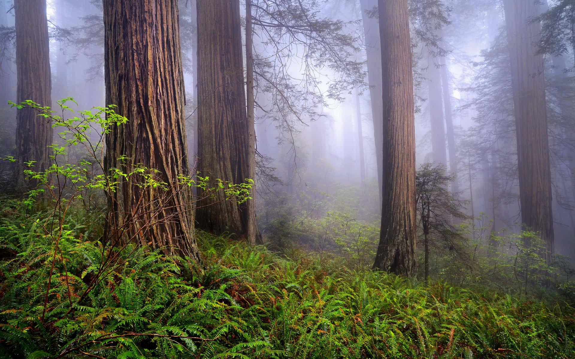 Redwood National Park teksturerede træstammer Wallpapers