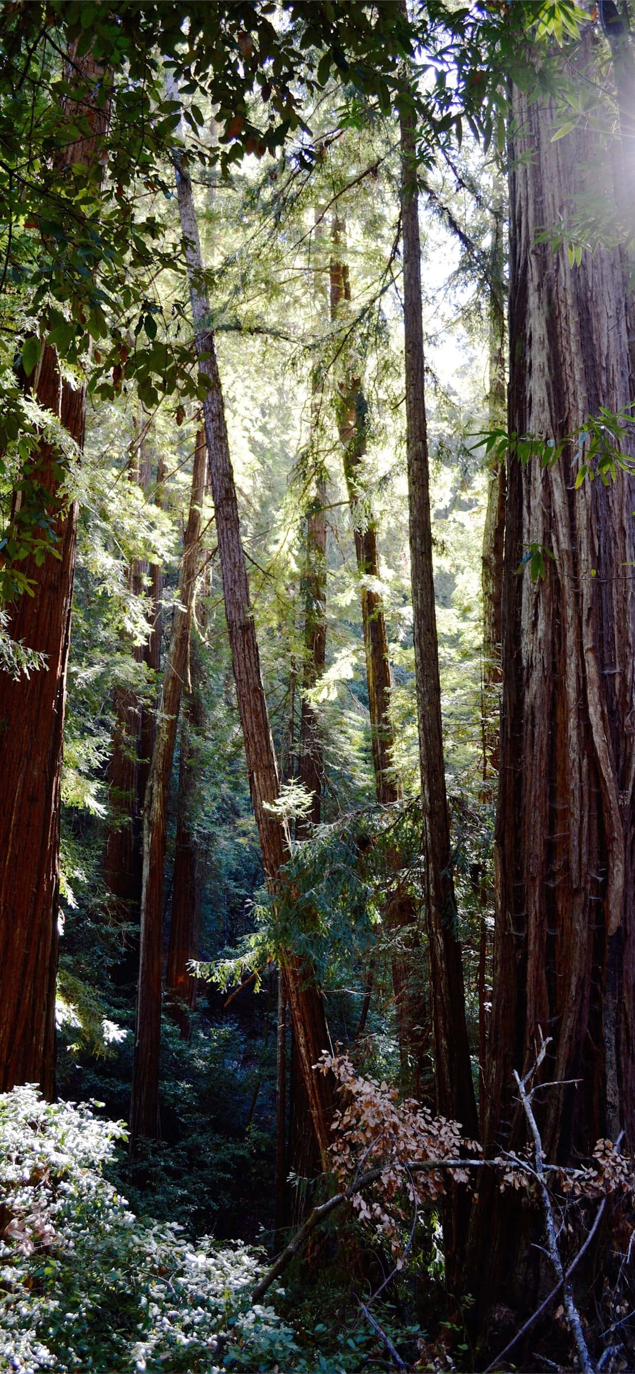 Redwood National Park Tæt Skov Wallpapers