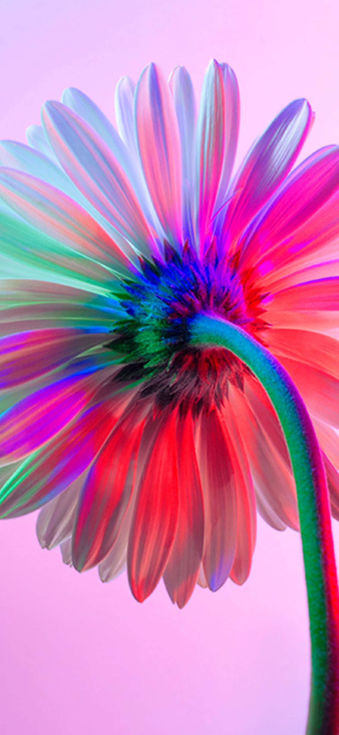 Regnbueblomst til iPhone Wallpapers