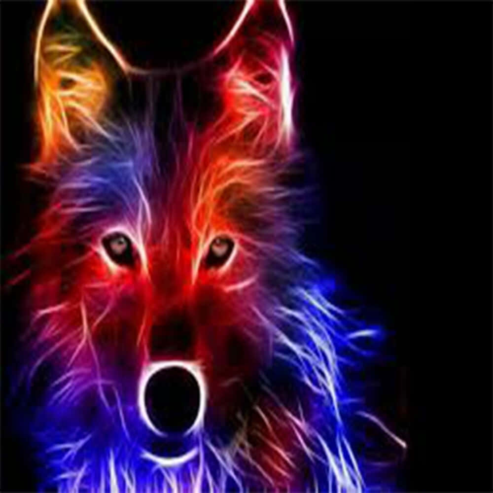 Regnbueulv der kigger lige frem Wallpapers
