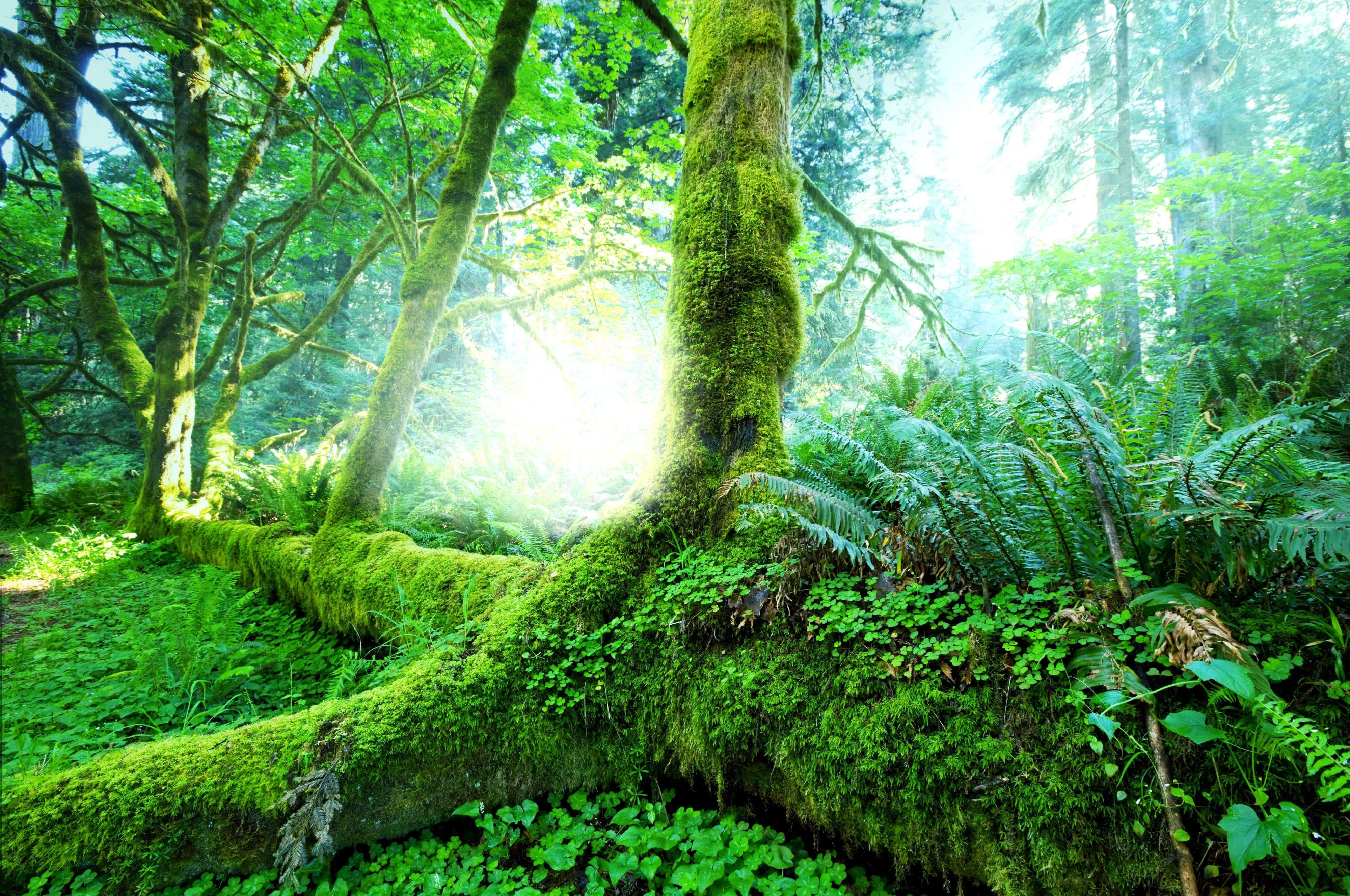 Regnskovsbaggrund Wallpapers