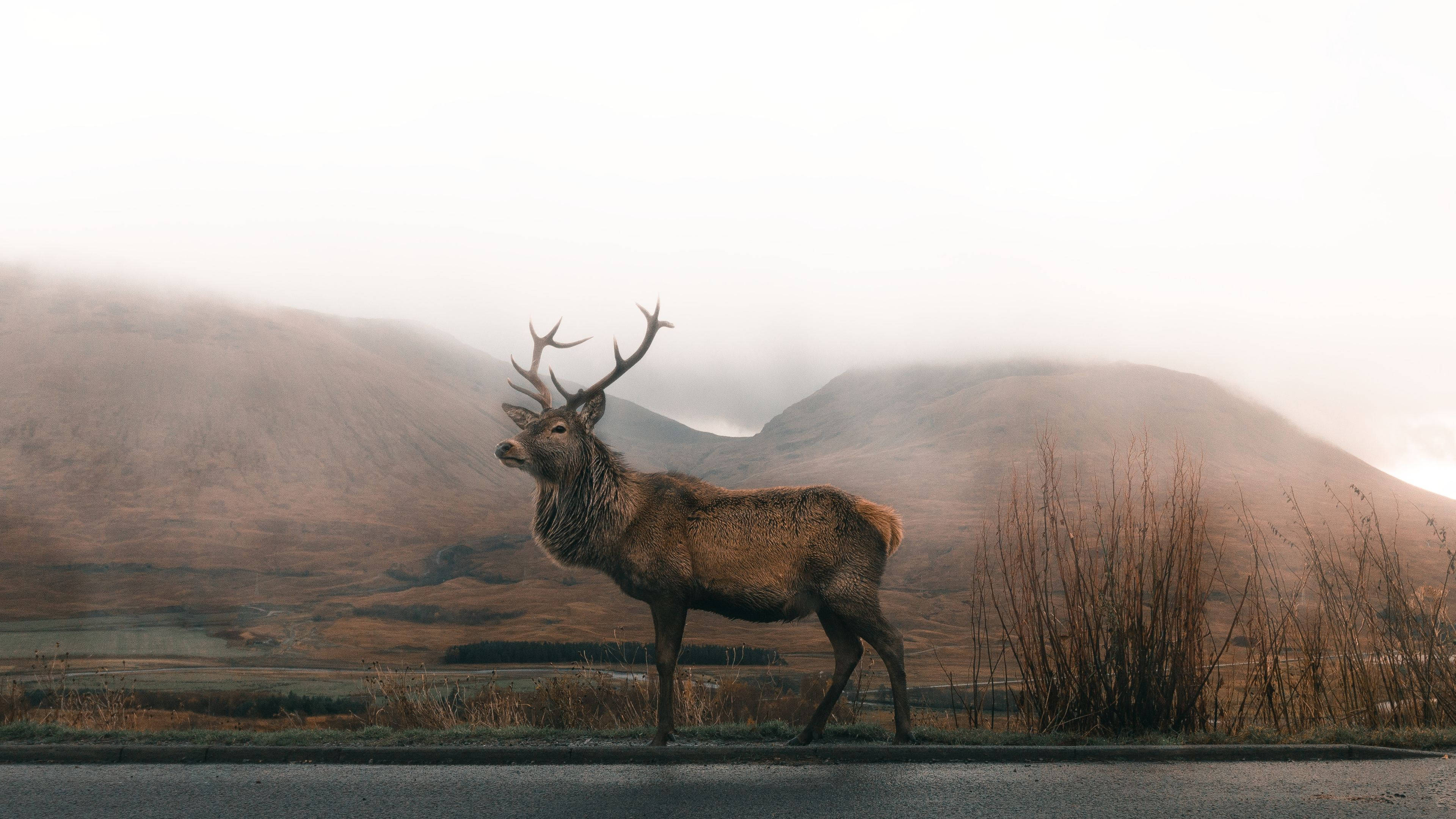 Rensdyr i Naturen Wallpapers