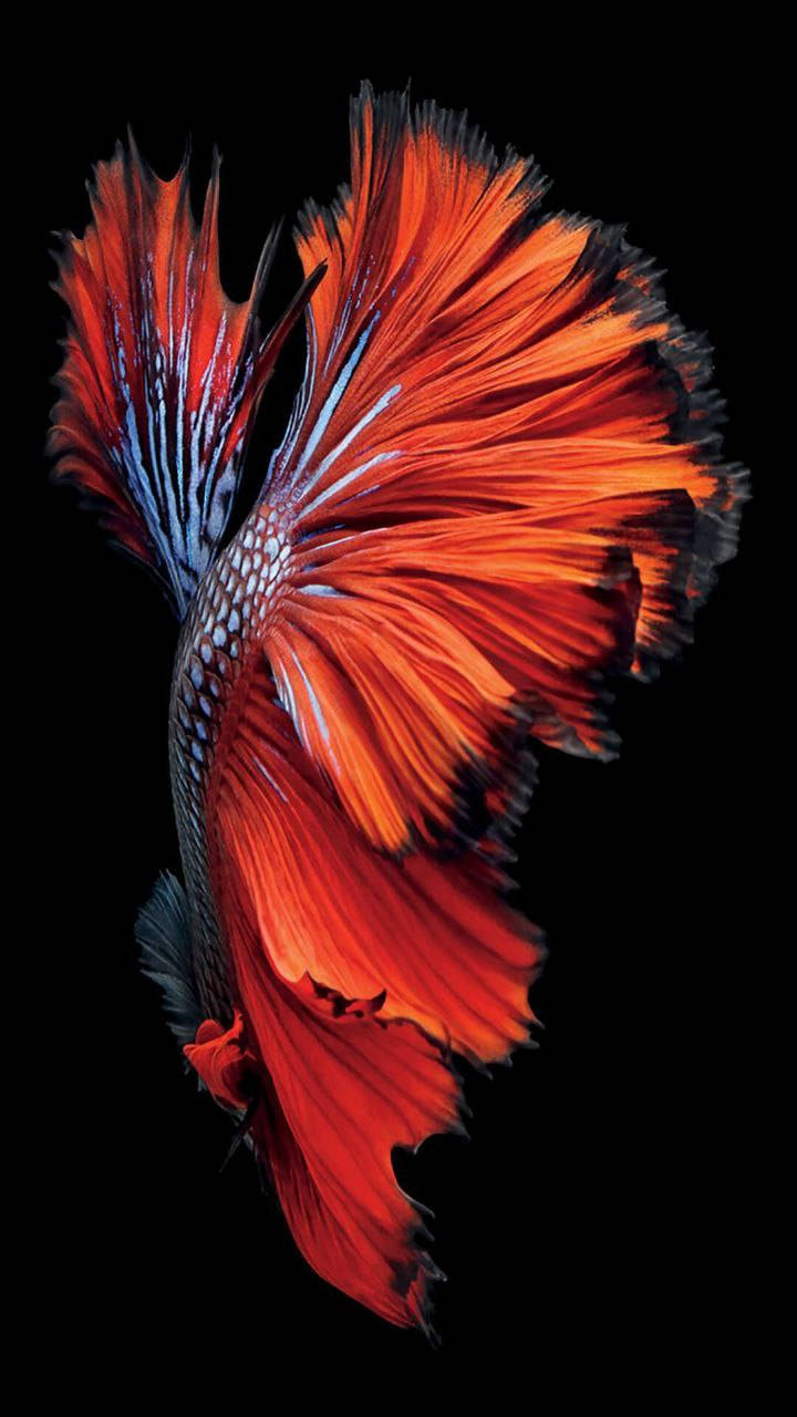 Rød bettafisk original iPhone 7 Wallpapers