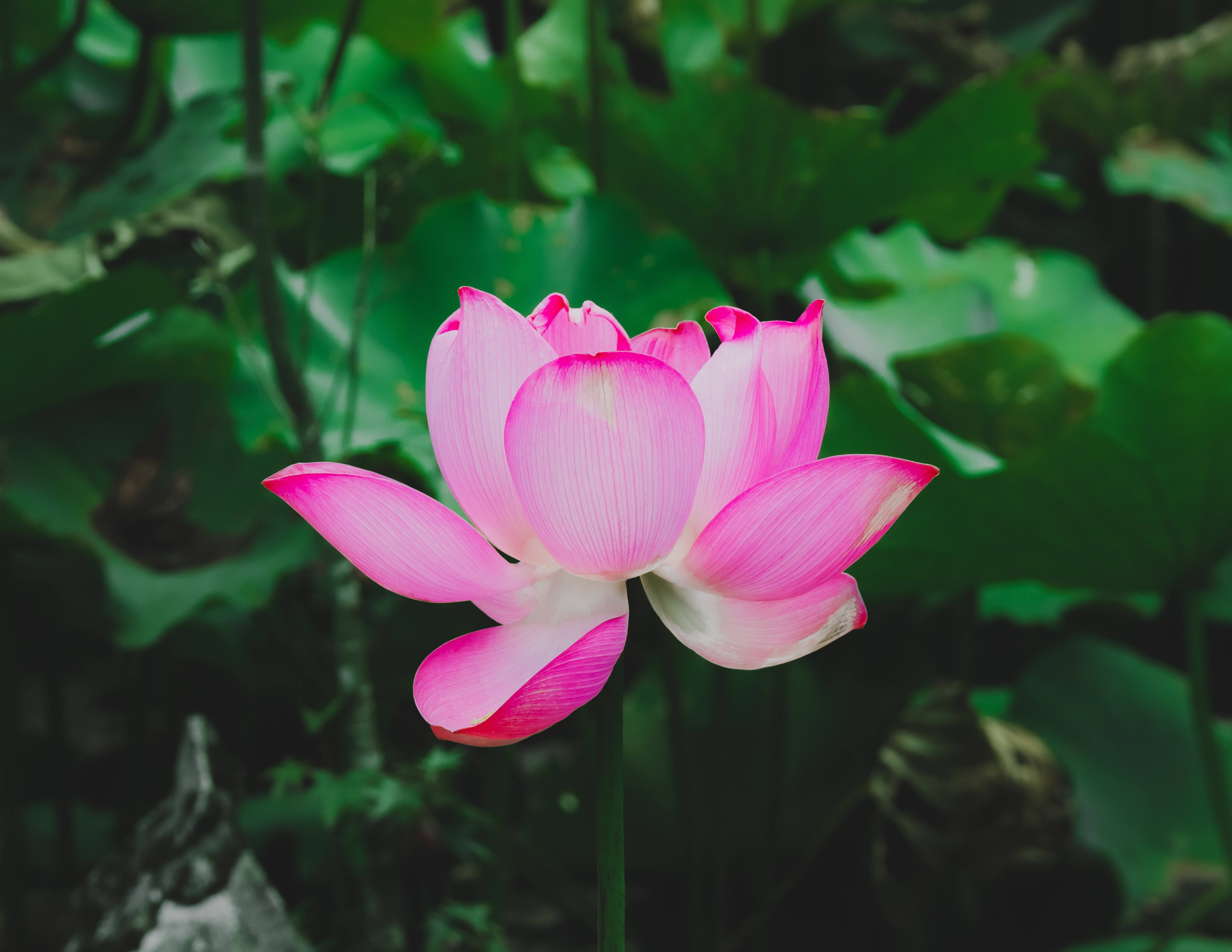 Rød Lotusblomst fra Yohan Wallpapers