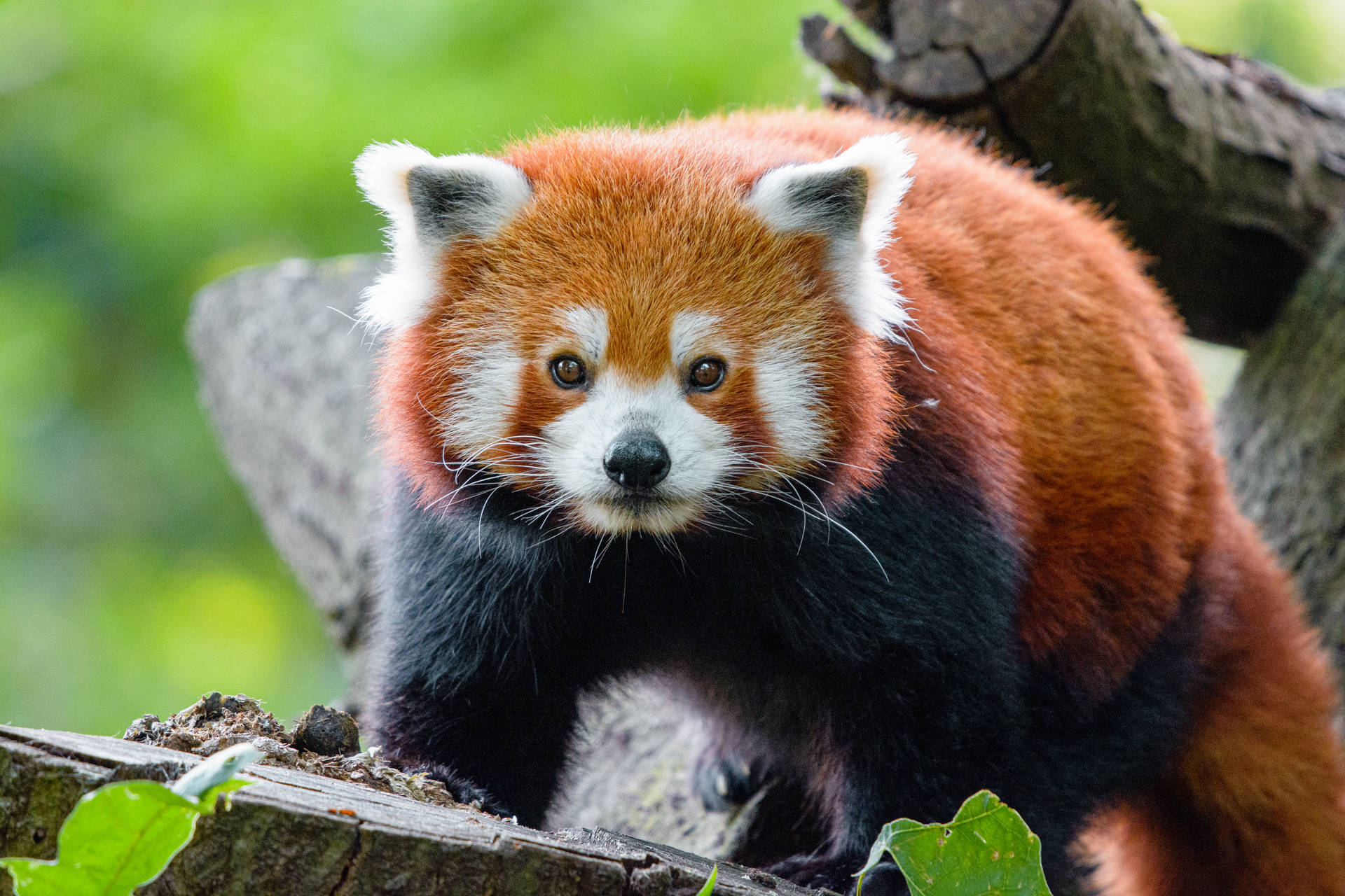 Rød panda på fældet træstamme som baggrund. — Panda Wallpapers