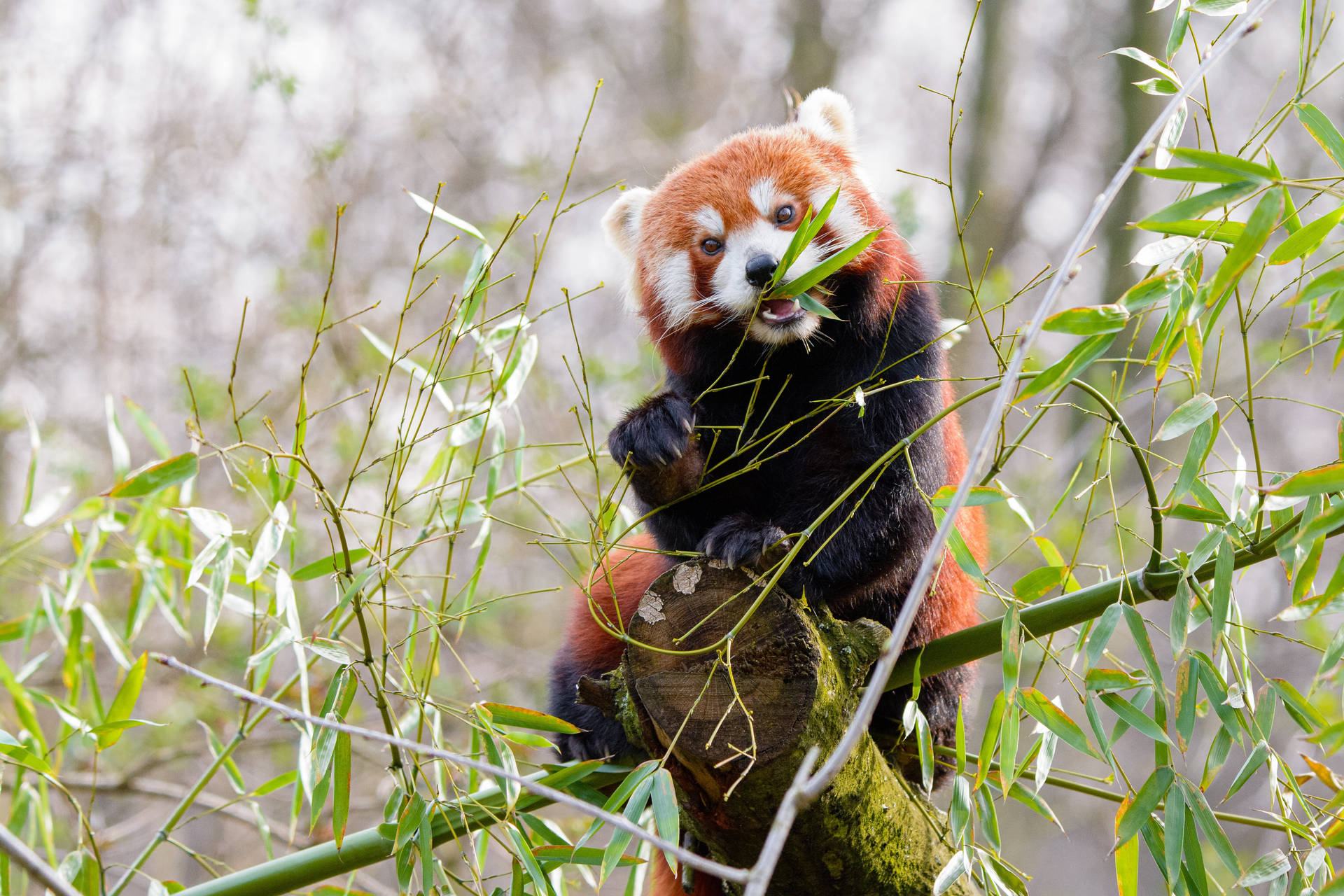 Rød panda spiser bambusgræs tapet. — Panda Wallpapers