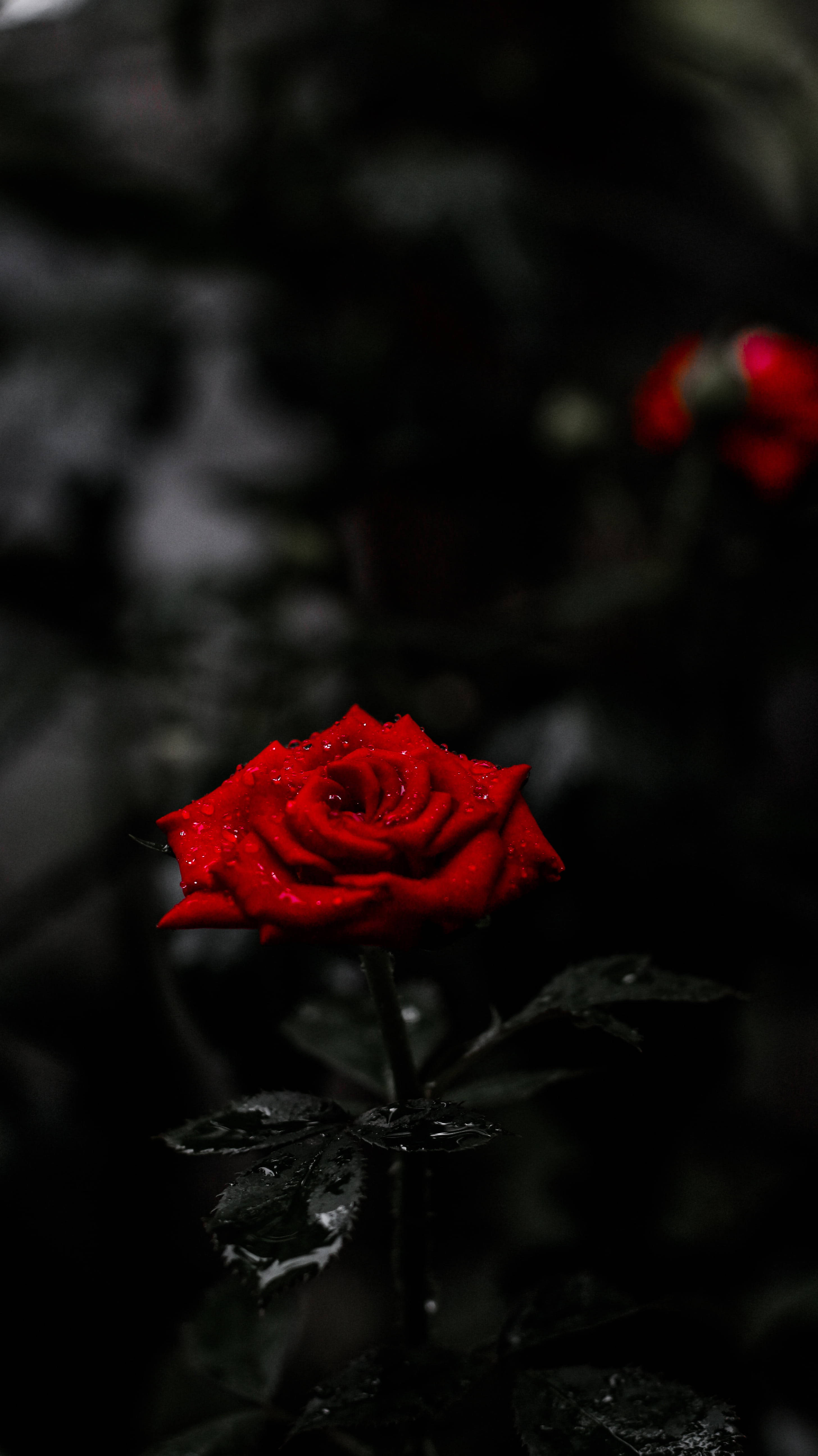 Rød rose 8K telefon Wallpapers