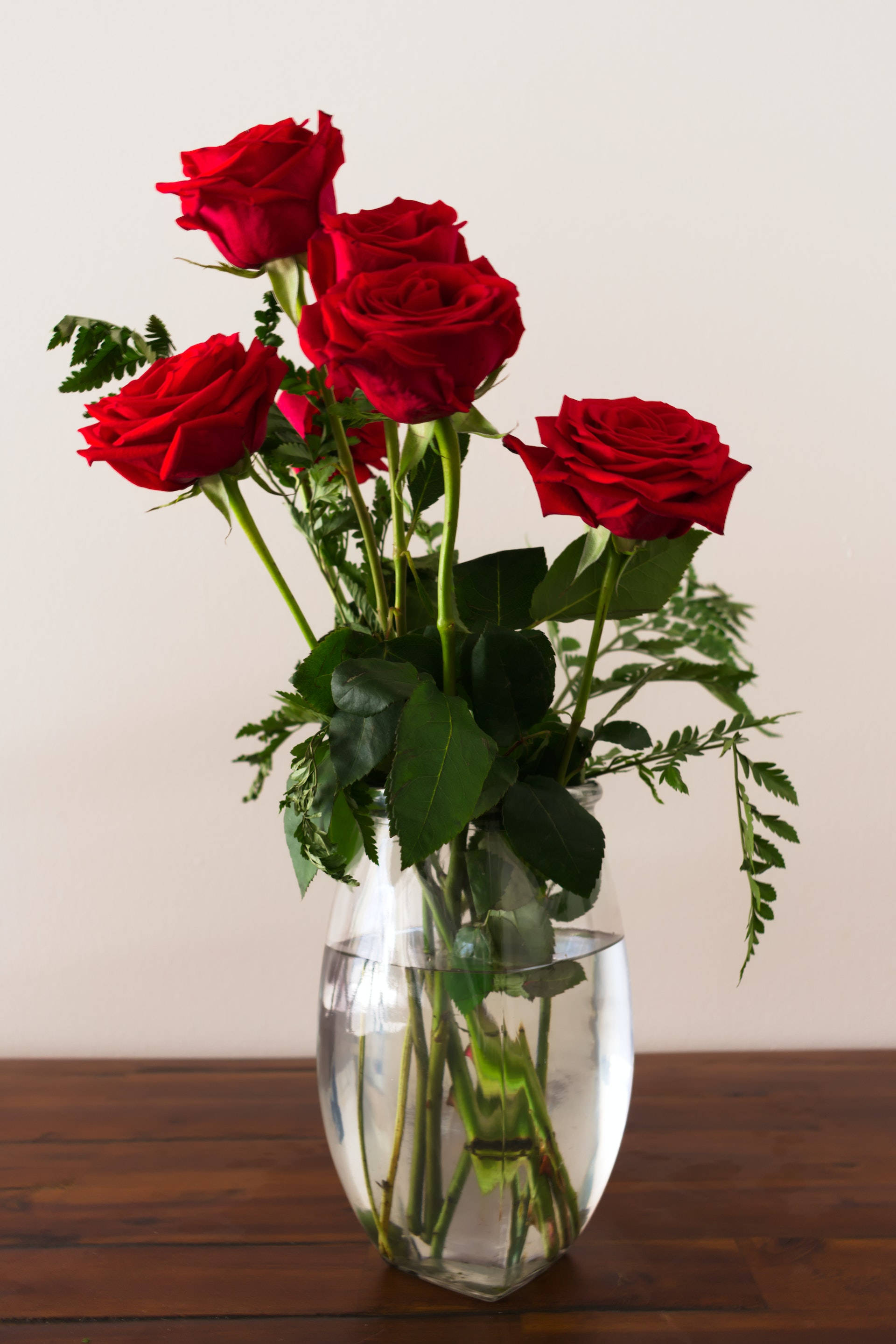 Rød rose æstetik Wallpapers