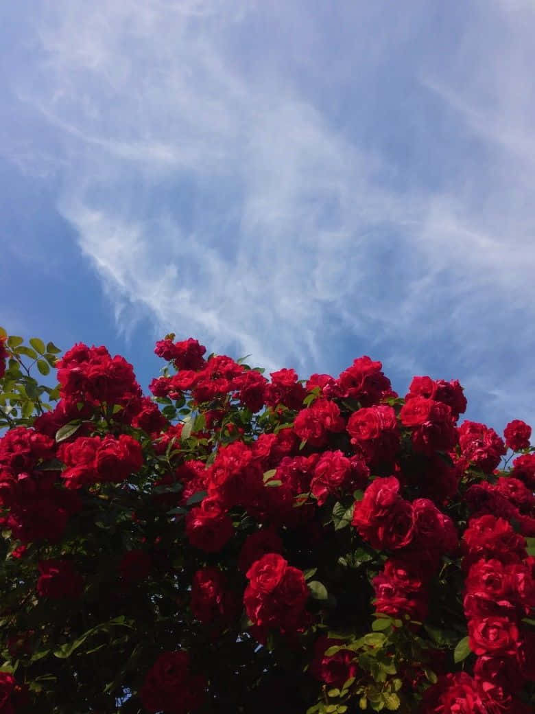 Rød rose æstetik i himlen Wallpapers