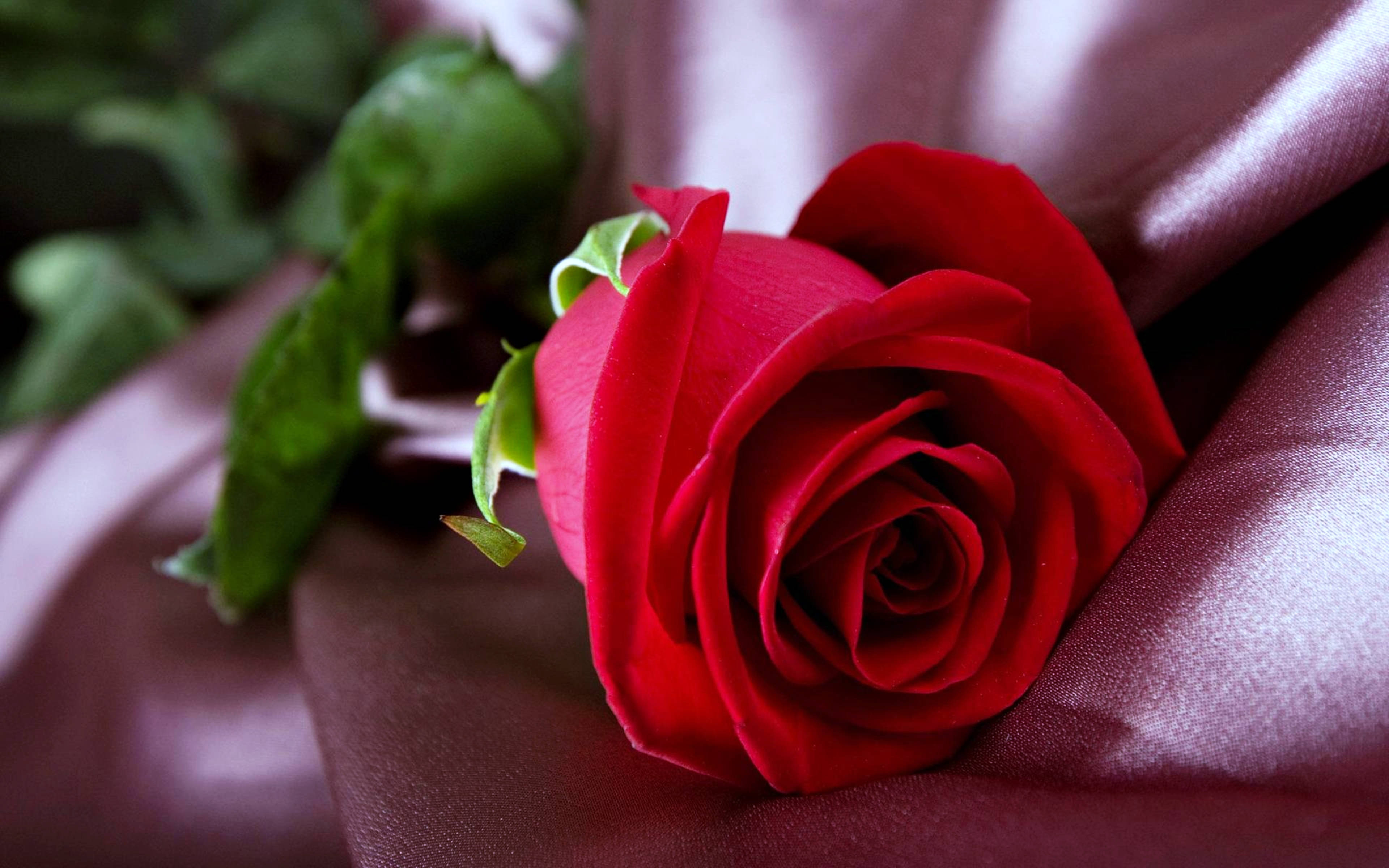 Rød rose på stof Wallpapers