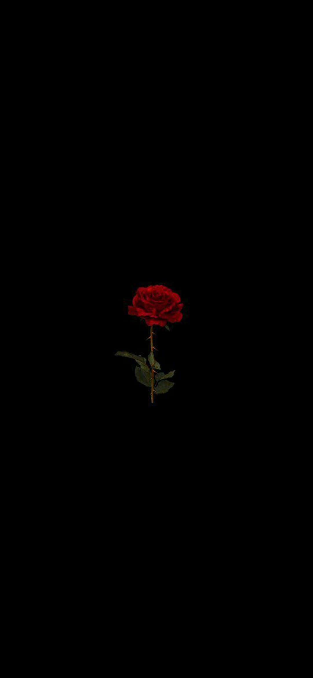 Rød rose Pixel 3XL AMOLED baggrund Wallpapers