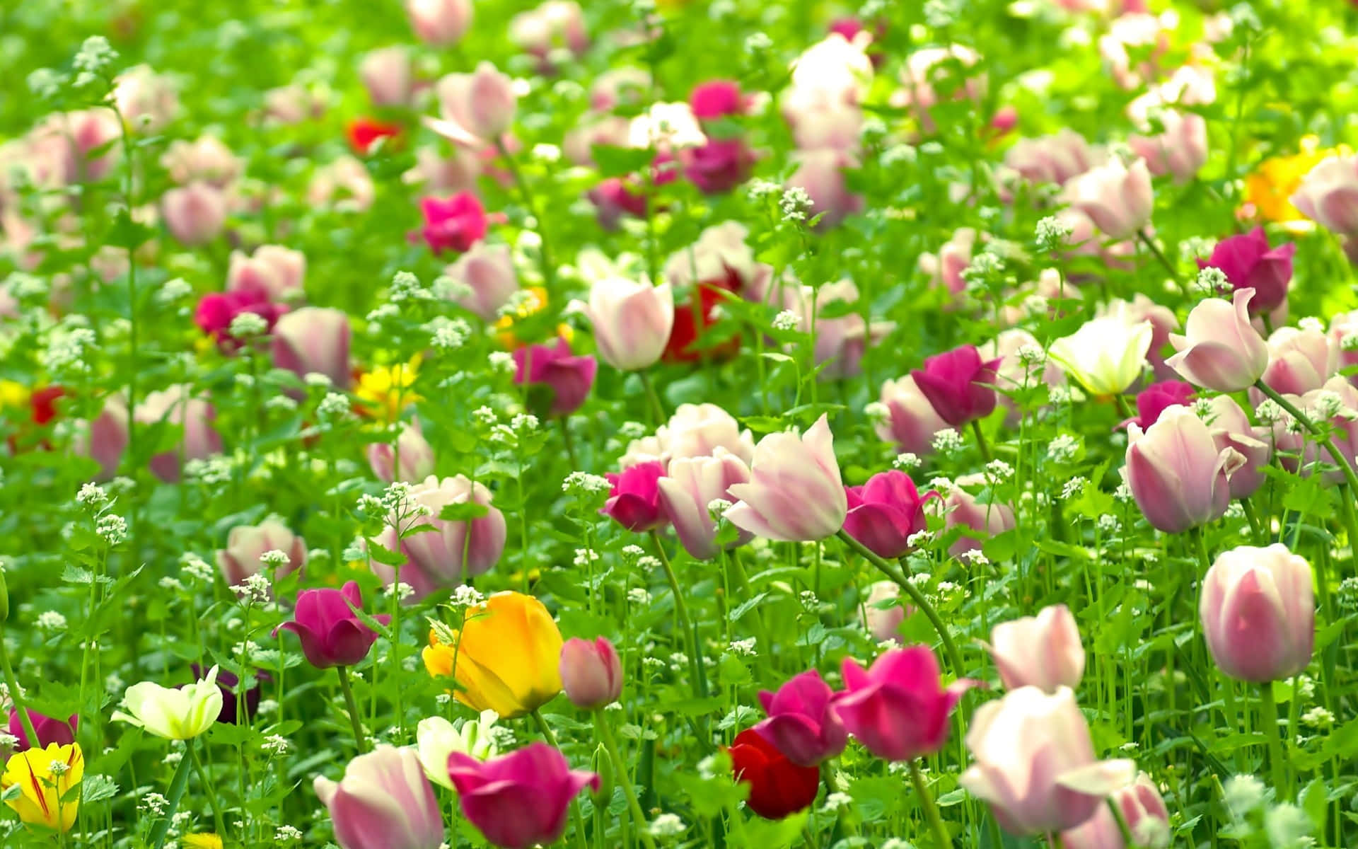 Røde Hvide Lyserøde Blomster Natur — Blomster Wallpapers