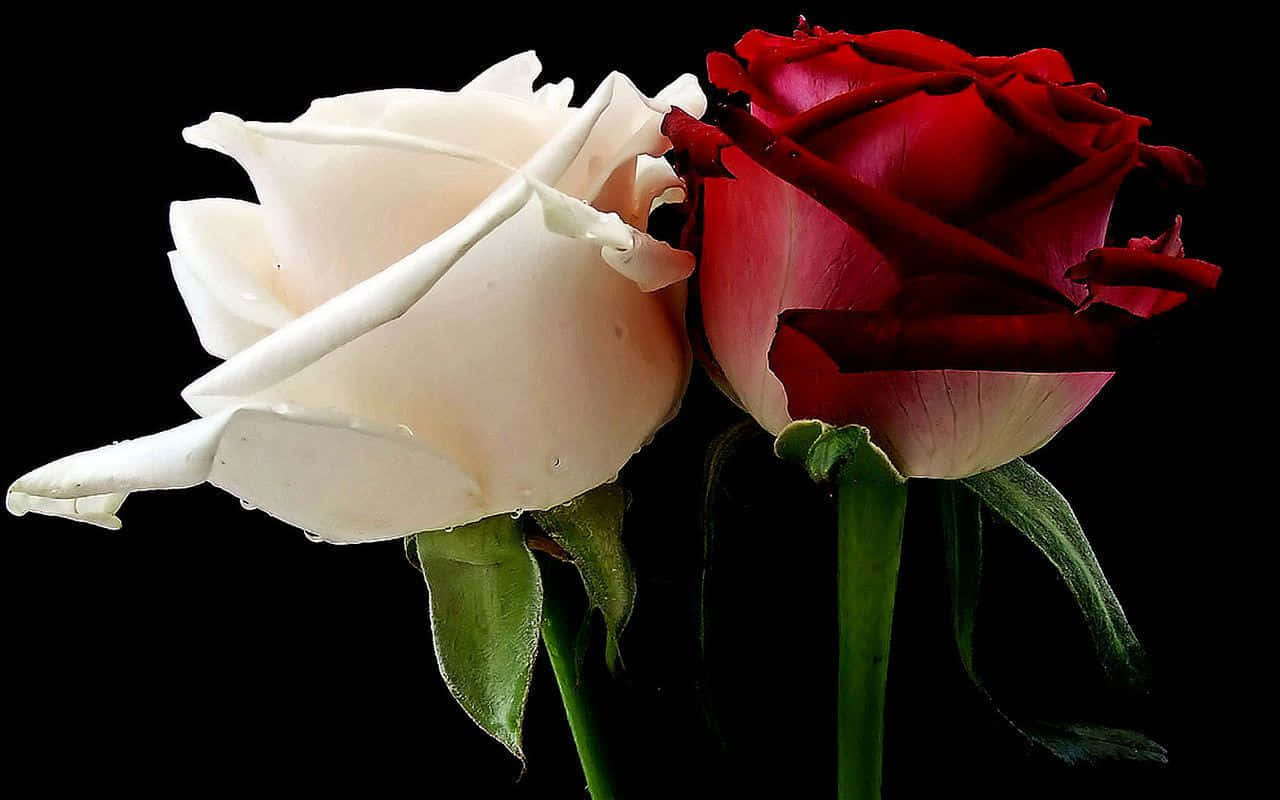 Røde og hvide roser på sort Wallpapers