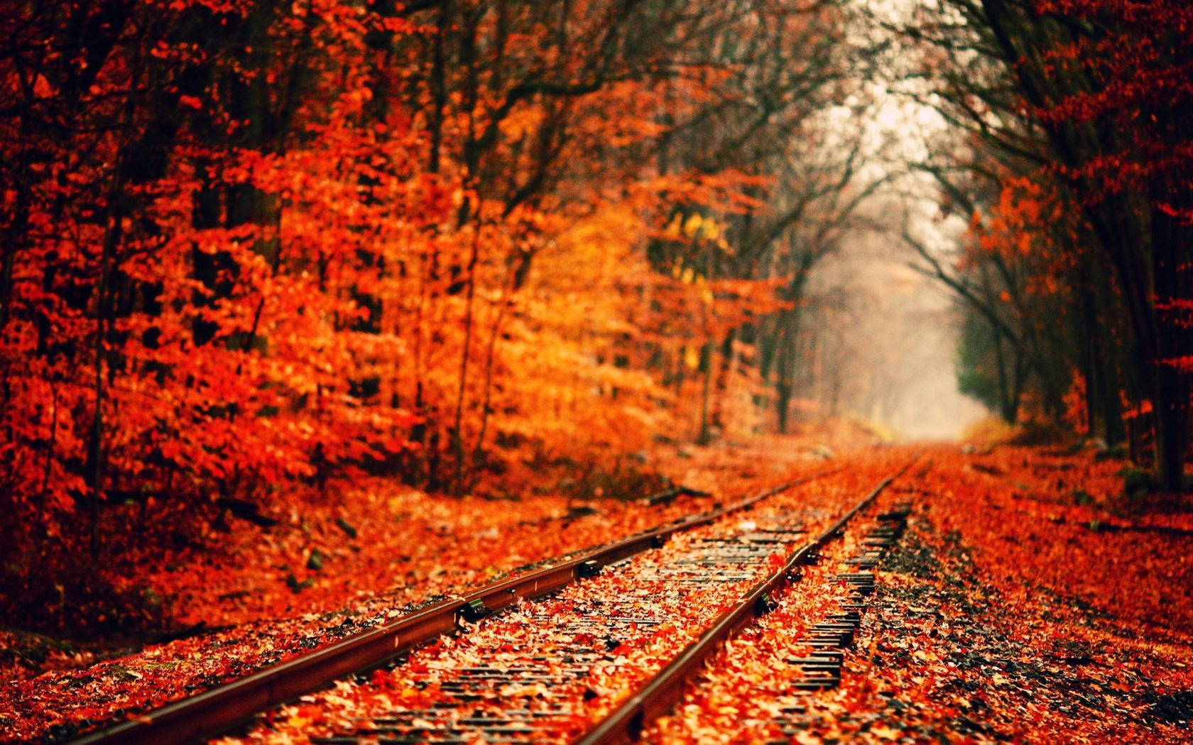 Røde orange blade efterårssceneri Wallpapers