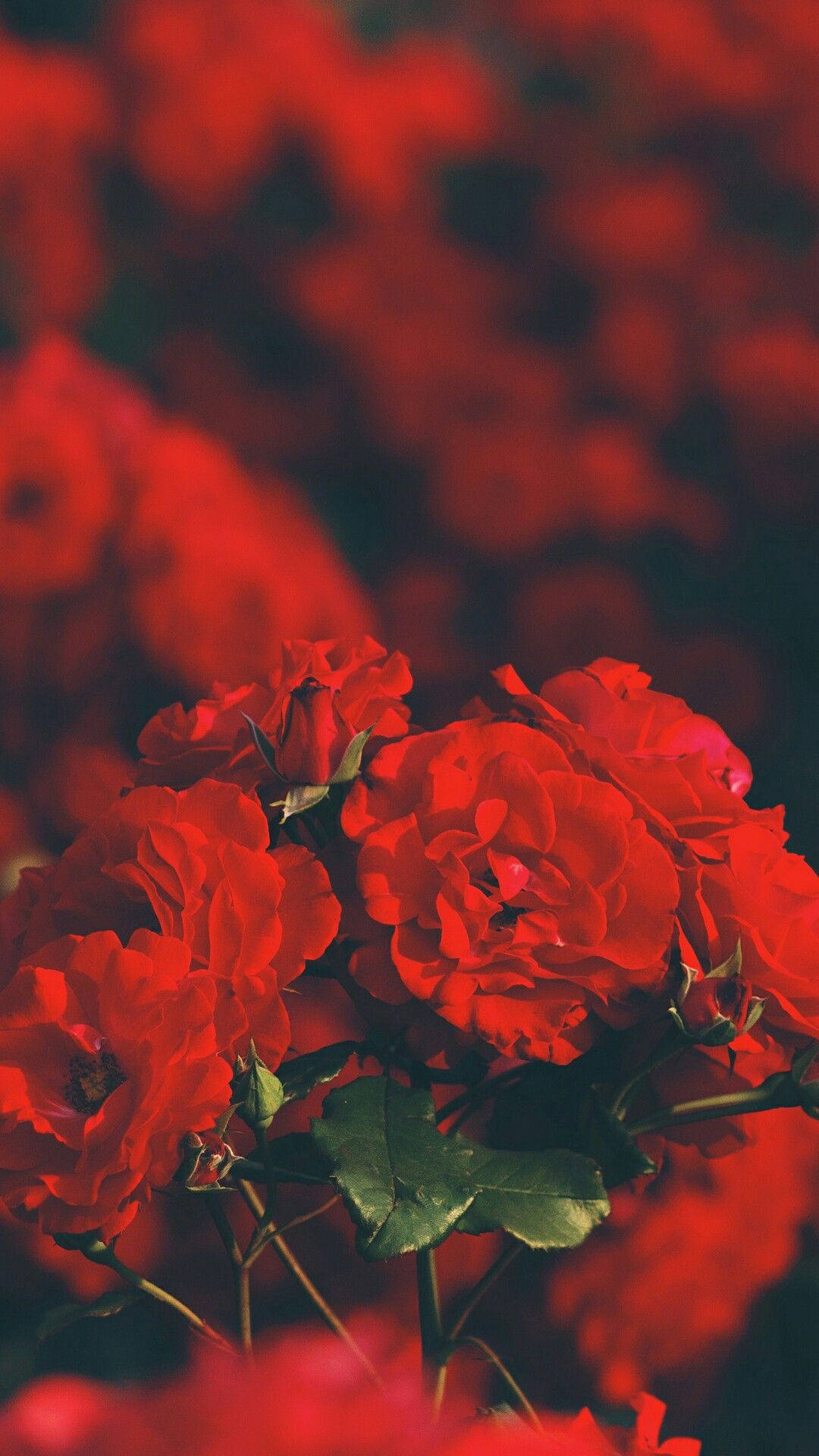 Røde roser æstetisk iPhone Wallpapers