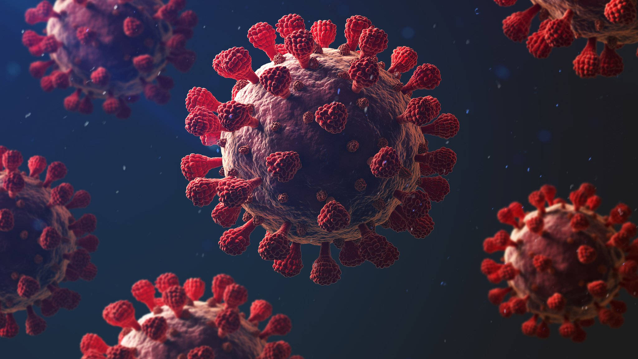 Rødspidset coronavirus Wallpapers